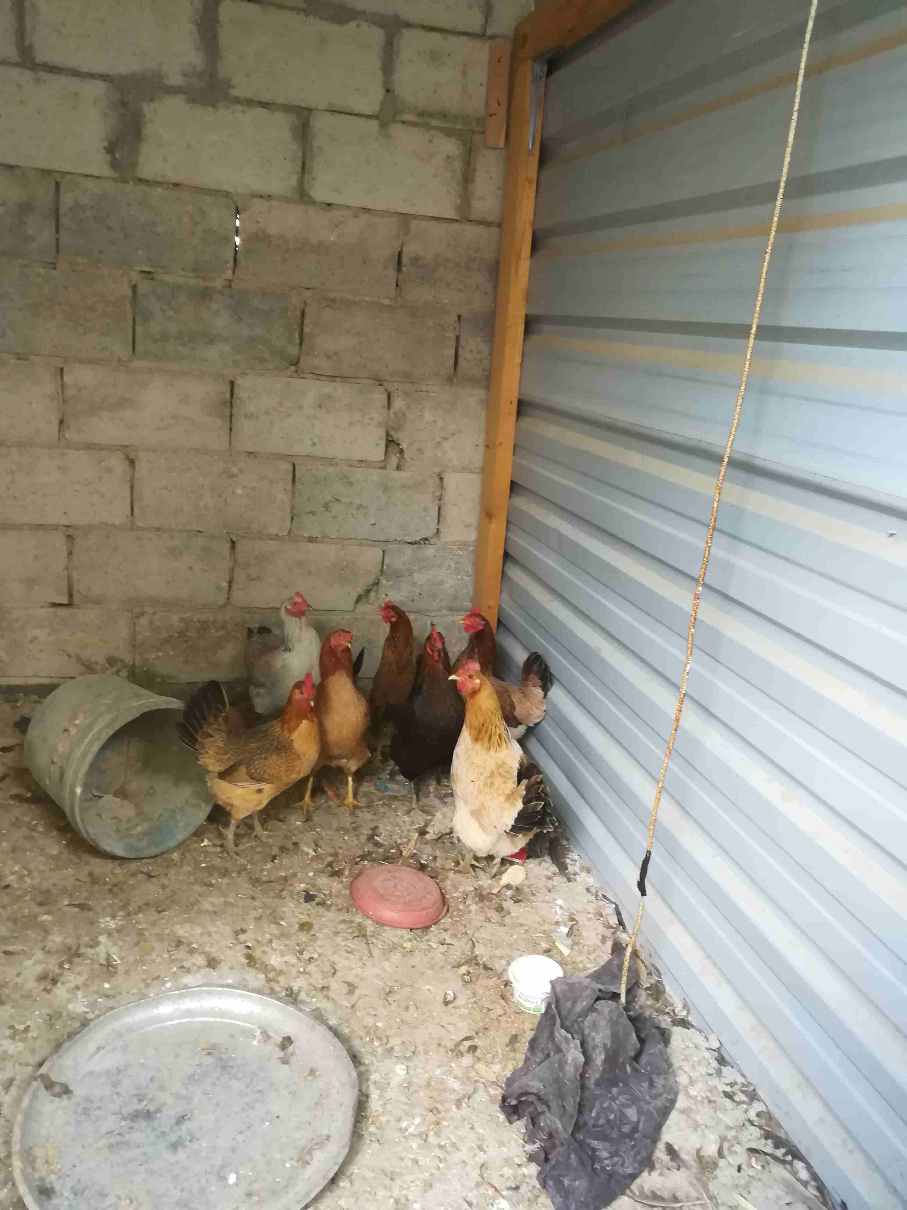 دجاج بلدي للبيع                                            


	 				لا تنسَ أنك شاهدت هذا الإعلان في عنكبوت            
	 				
                            7دجاجات وديك للبيع الدجاج بصحة ممتازة 5دن...