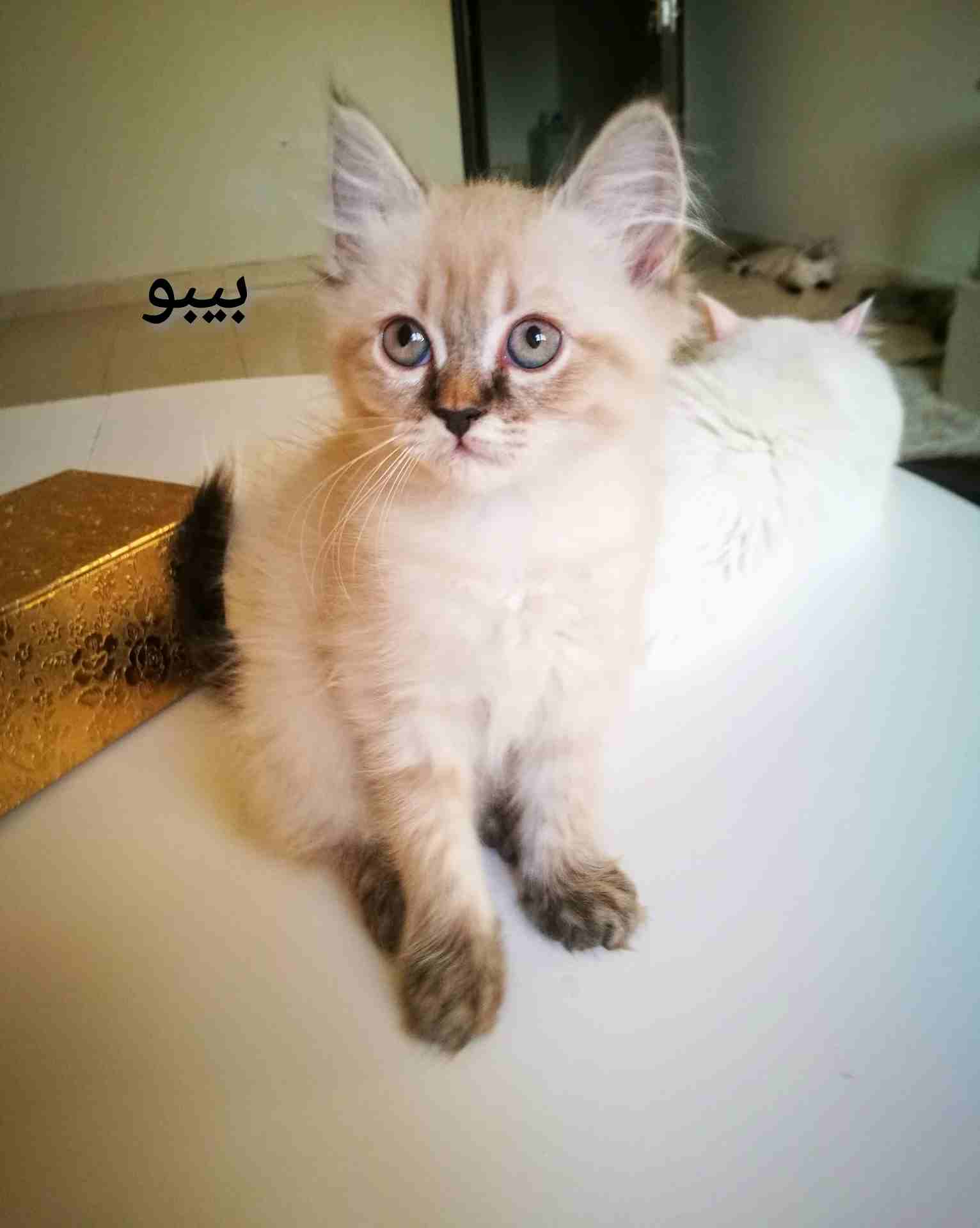 كيتنز هيمالايا شيرازي عمرهم شهرين
لا تنسَ أنك شاهدت هذا الإعلان في عنكبوت
سلام عليكم ورحمة الله
ك...