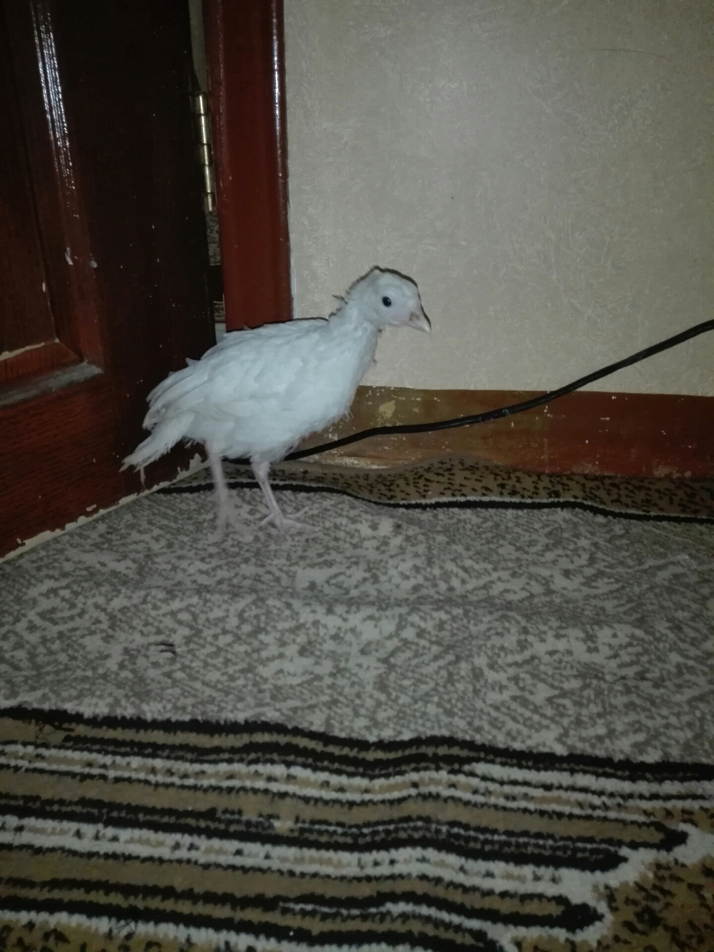 صوص حبش عمره شهرين مع صوص بلدي                                            


	 				لا تنسَ أنك شاهدت هذا الإعلان في عنكبوت            
	 				
                                صوصين واحد حبش وواحد ب...