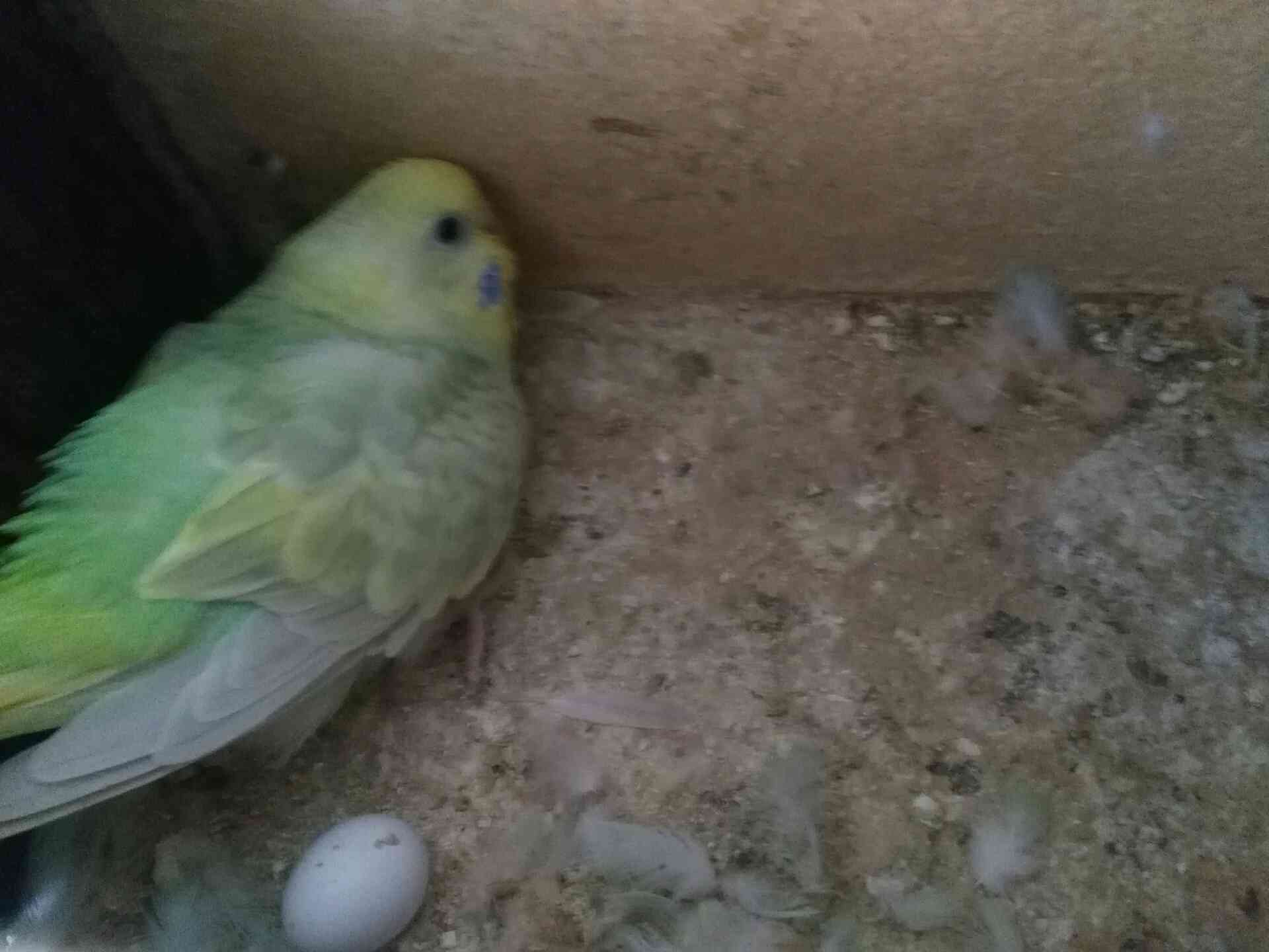 طيور حب
لا تنسَ أنك شاهدت هذا الإعلان في عنكبوت
طيور حب للبيع مطير كامل 25جوز صحة ونظافة كلو...