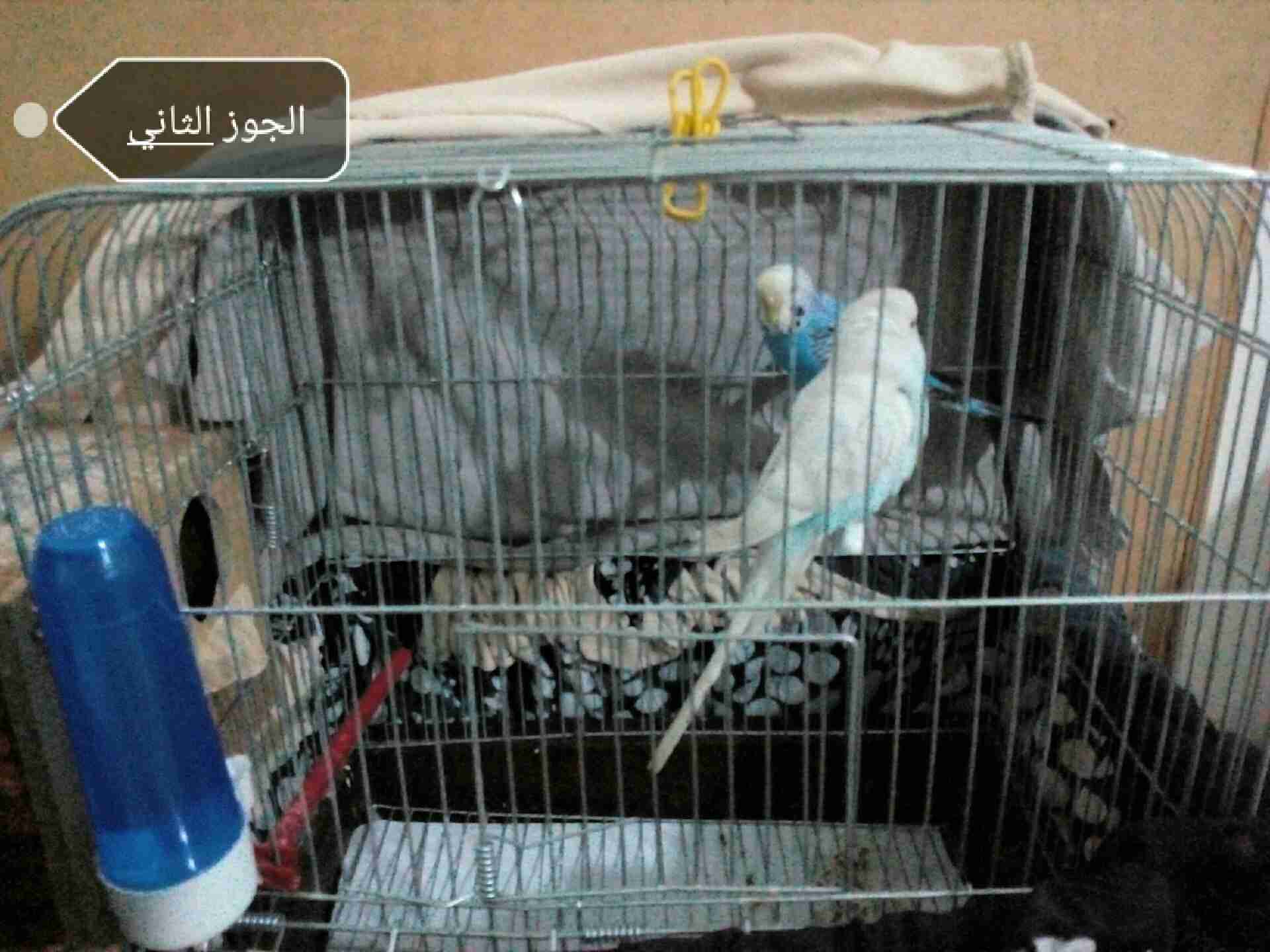 طيور حب جاهزات الجوز 20 مع قفص وكوخ
لا تنسَ أنك شاهدت هذا الإعلان في عنكبوت
اللوان حلوة السعر...