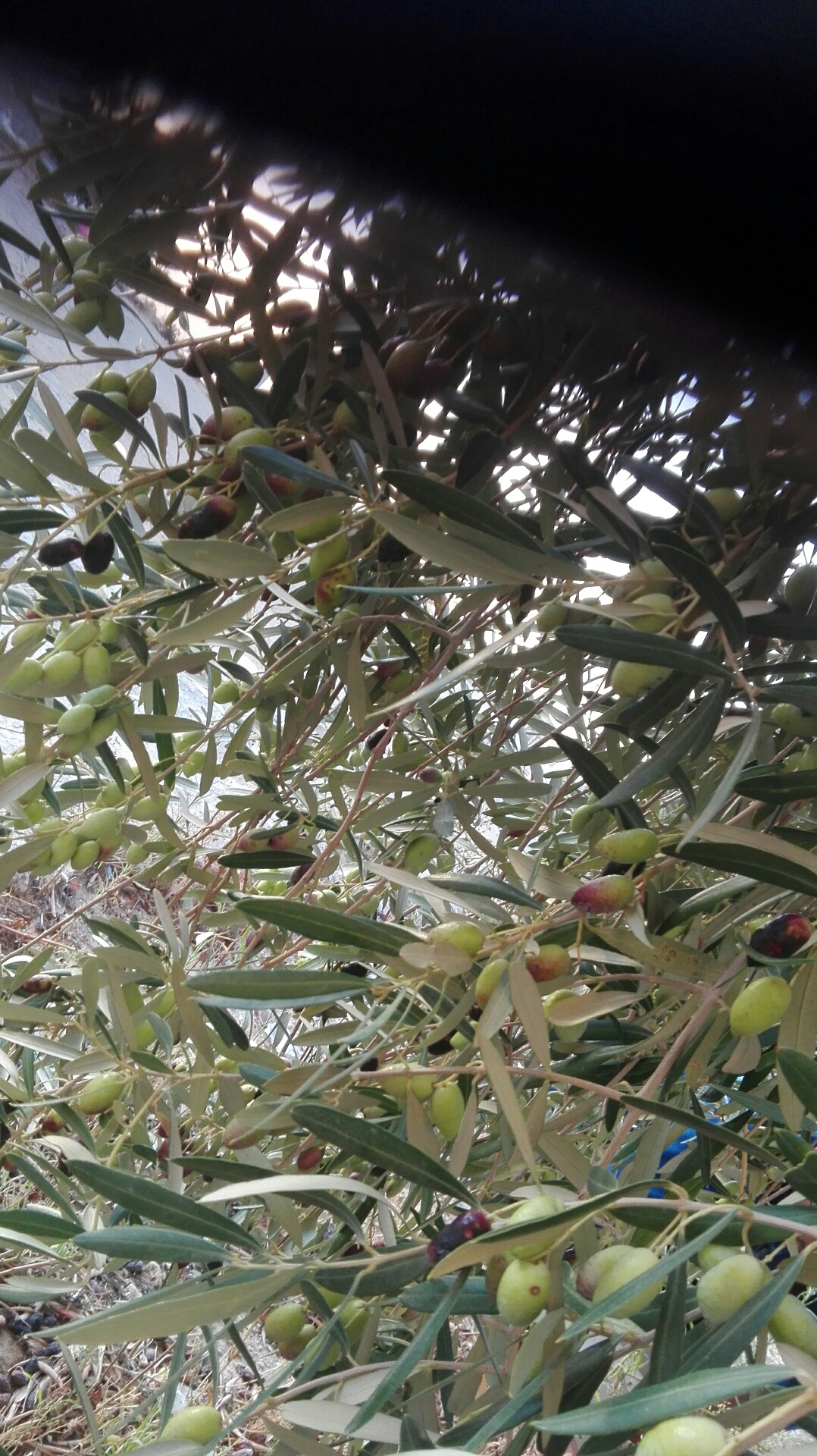 زيت زيتون بلدي بعل من جبال الطفيله
لا تنسَ أنك شاهدت هذا الإعلان في عنكبوت
يوجد زيت زيتون بل...