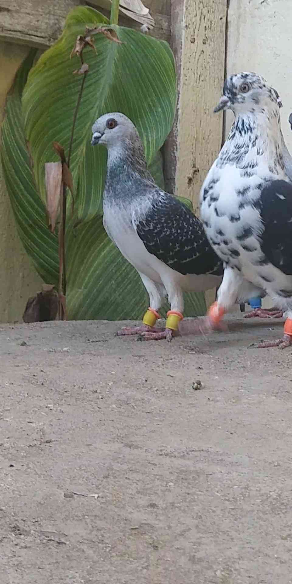 5 جواز و 4 طواير للبيع
لا تنسَ أنك شاهدت هذا الإعلان في عنكبوت
1. جوز يهوديات الفحل اسود والط...