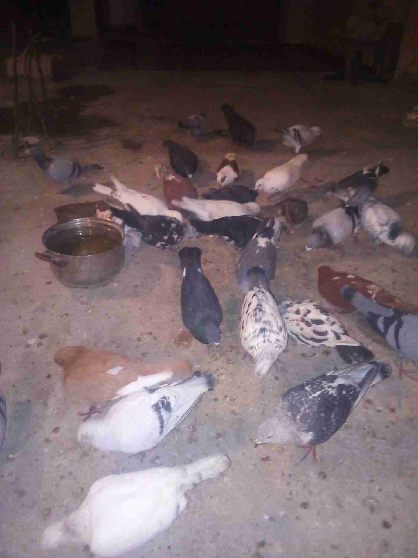 33 طير حمام ب 60دينار                                            


	 				لا تنسَ أنك شاهدت هذا الإعلان في عنكبوت            
	 				
                                33 طير حمام ب 60 دينار للبيع 07...