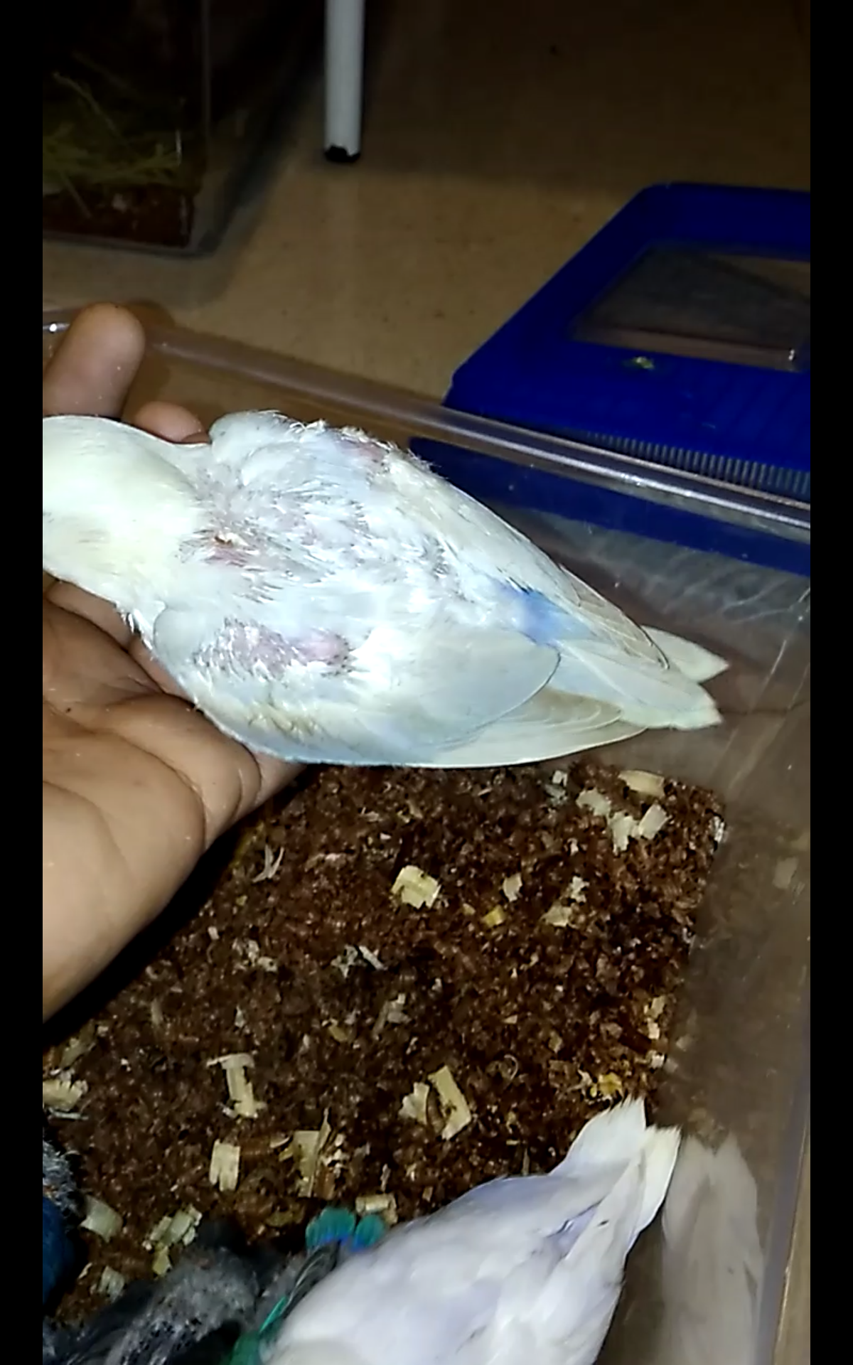 فروخ روز غر بالوان مختلفه
لا تنسَ أنك شاهدت هذا الإعلان في عنكبوت
للبيع فروخ روز اعمارهم من 2...