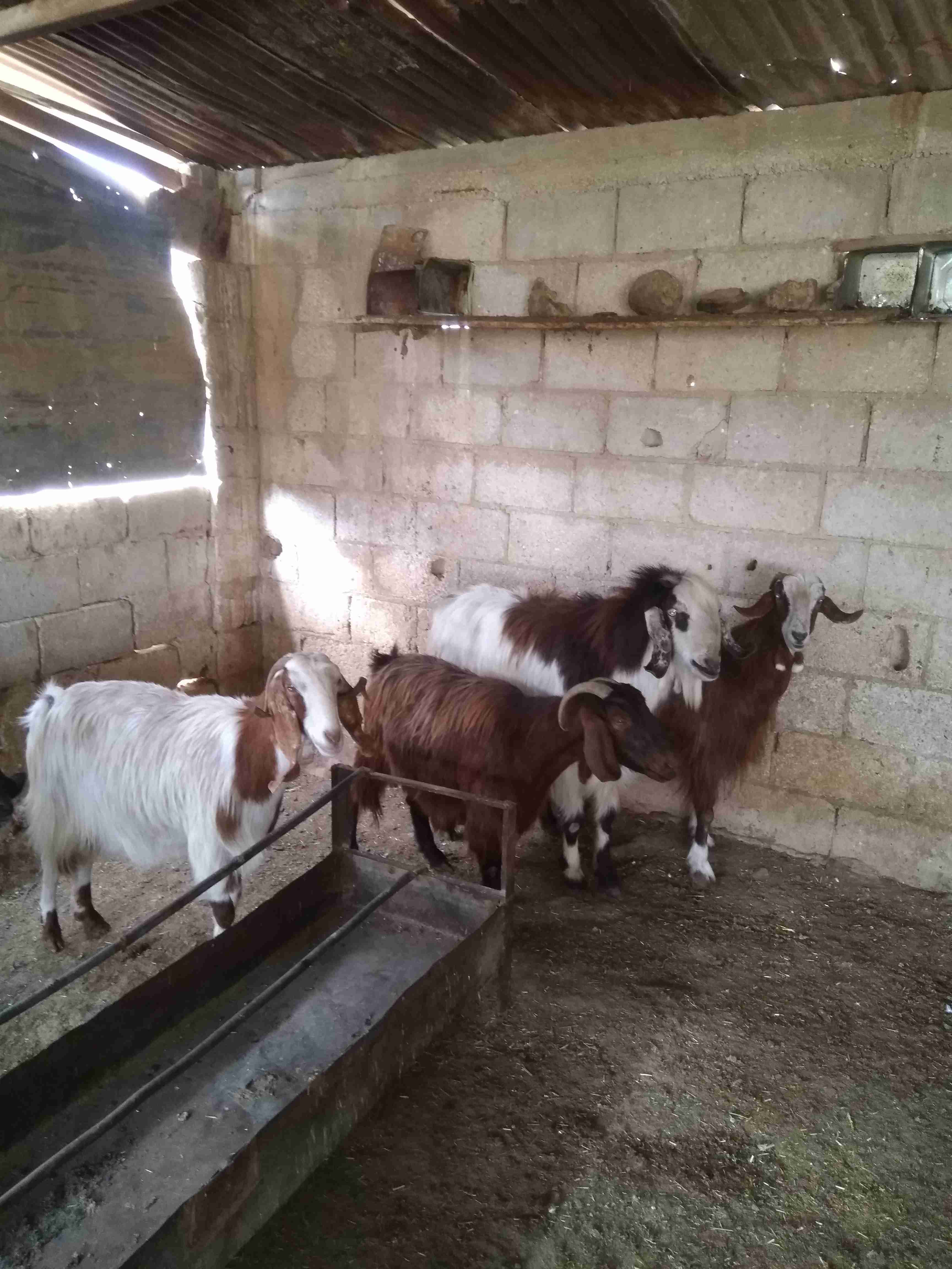 ثلاثة معزة معاشير وتيس رباع
لا تنسَ أنك شاهدت هذا الإعلان في عنكبوت
ثلاثة معزة ما شاء الله عل...