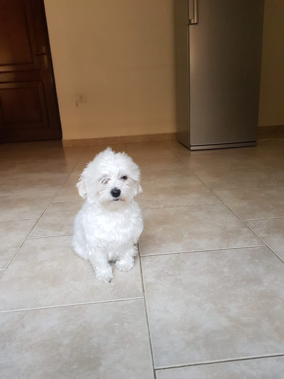 Imported maltese
لا تنسَ أنك شاهدت هذا الإعلان في عنكبوت
Imported Maltese Dogs
The parents h...