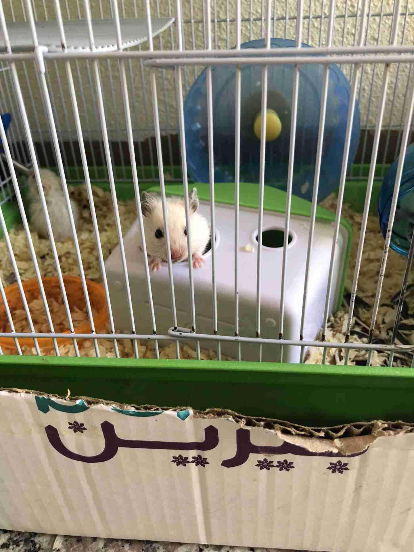 هامسترات                                            


	 				لا تنسَ أنك شاهدت هذا الإعلان في عنكبوت            
	 				
                                الآن في الشرقية هامسترات هولندية صغار أعماره...
