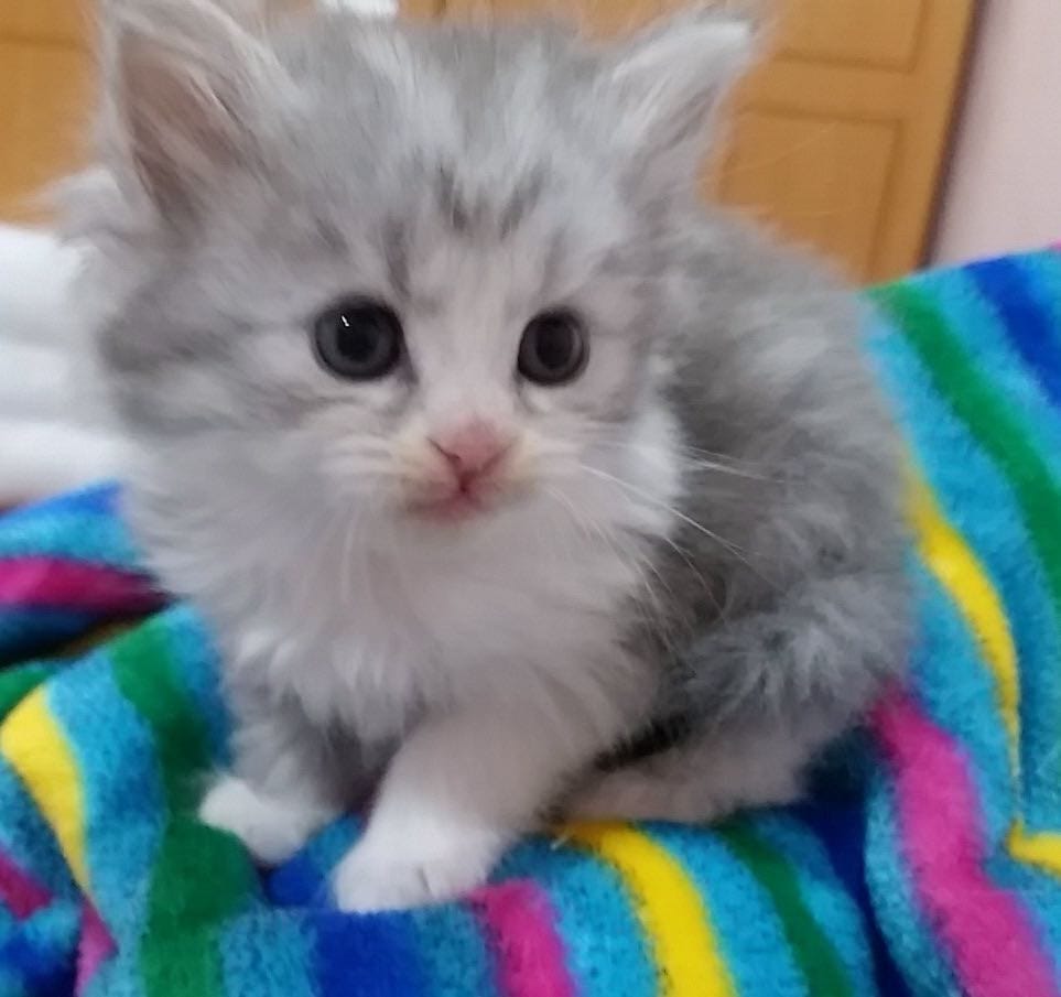 Himalayan kittens
لا تنسَ أنك شاهدت هذا الإعلان في عنكبوت
cute adorable Kittens with fluffy H...