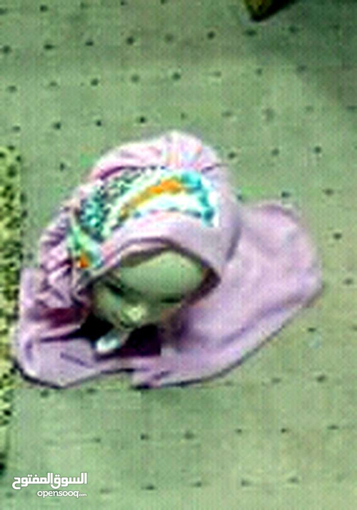 حجاب مرصع بالاحجار للسهرات تركي                                            


	 				لا تنسَ أنك شاهدت هذا الإعلان في عنكبوت            
	 				
                                حجاب للسهرات والمناسب...