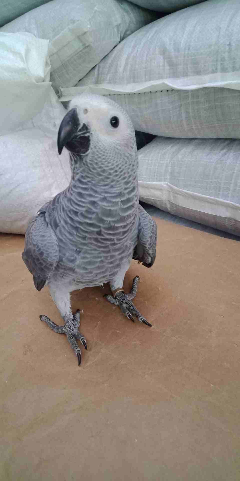 فرخ كاسكو عين سوده طمس مزرعه حجل ذهبي راس طير حجم جامبو ثوب ثلجي جناح كامل صحه
لا تنسَ أنك شاهدت هذا الإعلان في عنكبوت...