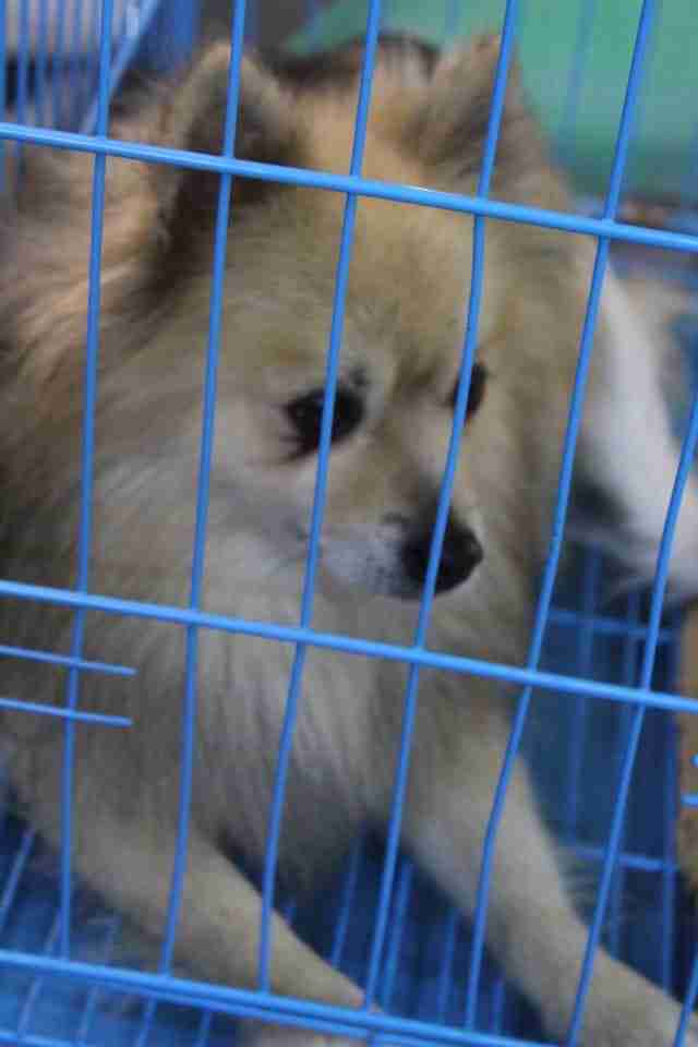 كلاب للبيع dogs for sale
لا تنسَ أنك شاهدت هذا الإعلان في عنكبوت
For sale
1-جراء هاسكي عمر 4...