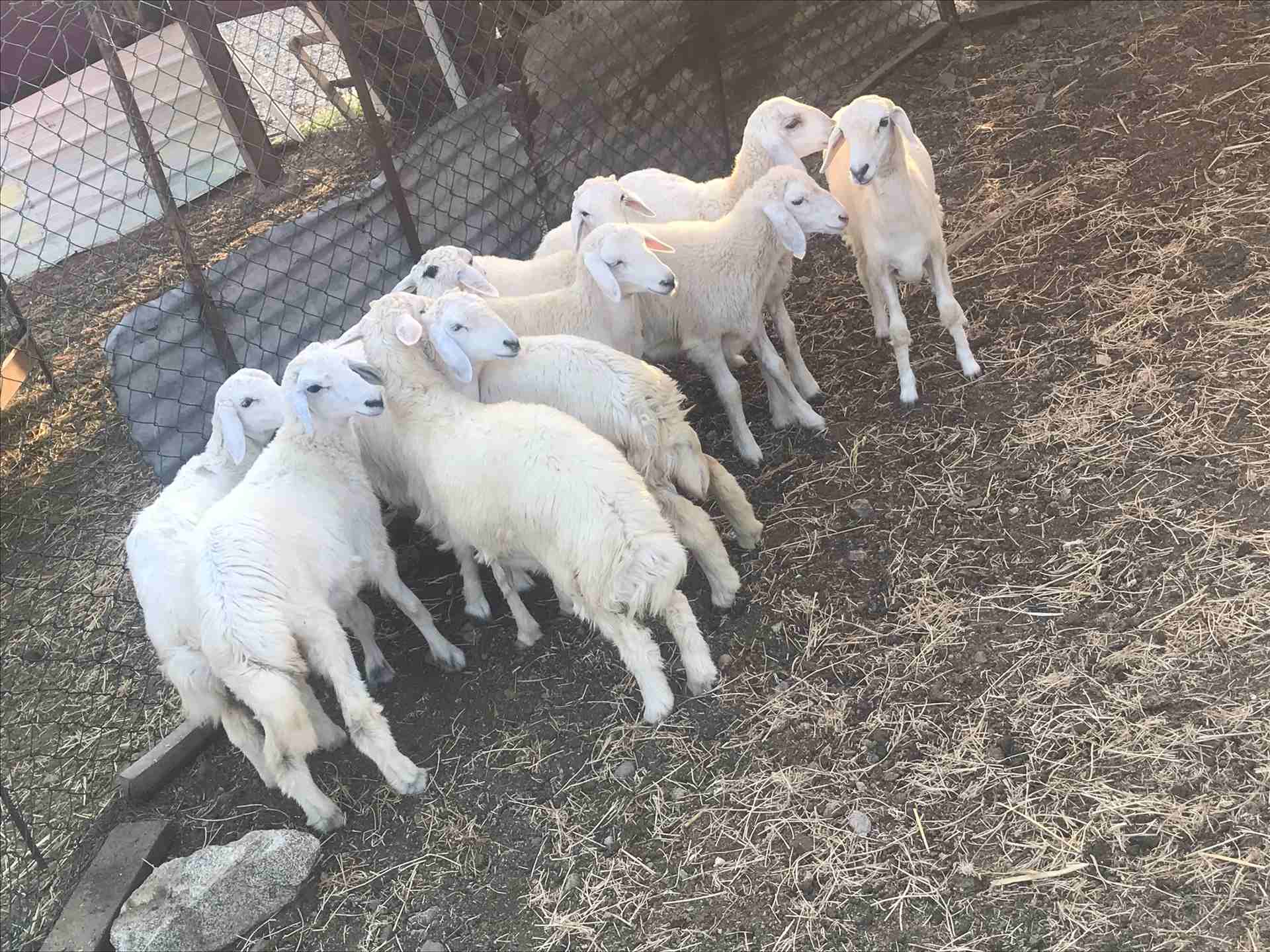 للبيع رخال ذبائح شي طيب                                            


	 				لا تنسَ أنك شاهدت هذا الإعلان في عنكبوت            
	 				
                            السلام عليكم ورحمه الله وبركاته...