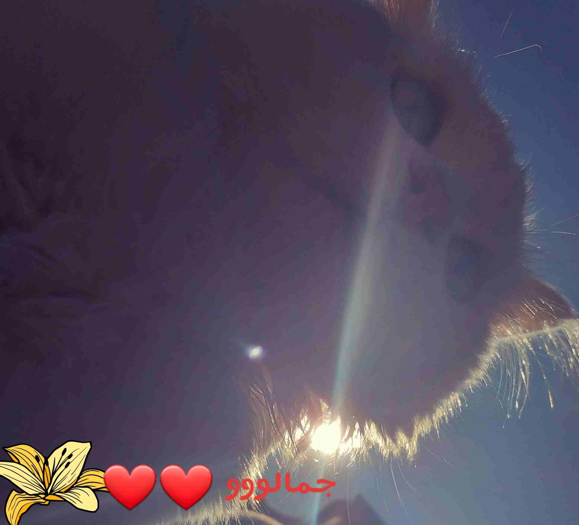 قطه شرازيه                                            


	 				لا تنسَ أنك شاهدت هذا الإعلان في عنكبوت            
	 				
                            قطه شرازي متعوده ع الكل البيت بتكل اي اشي انته...