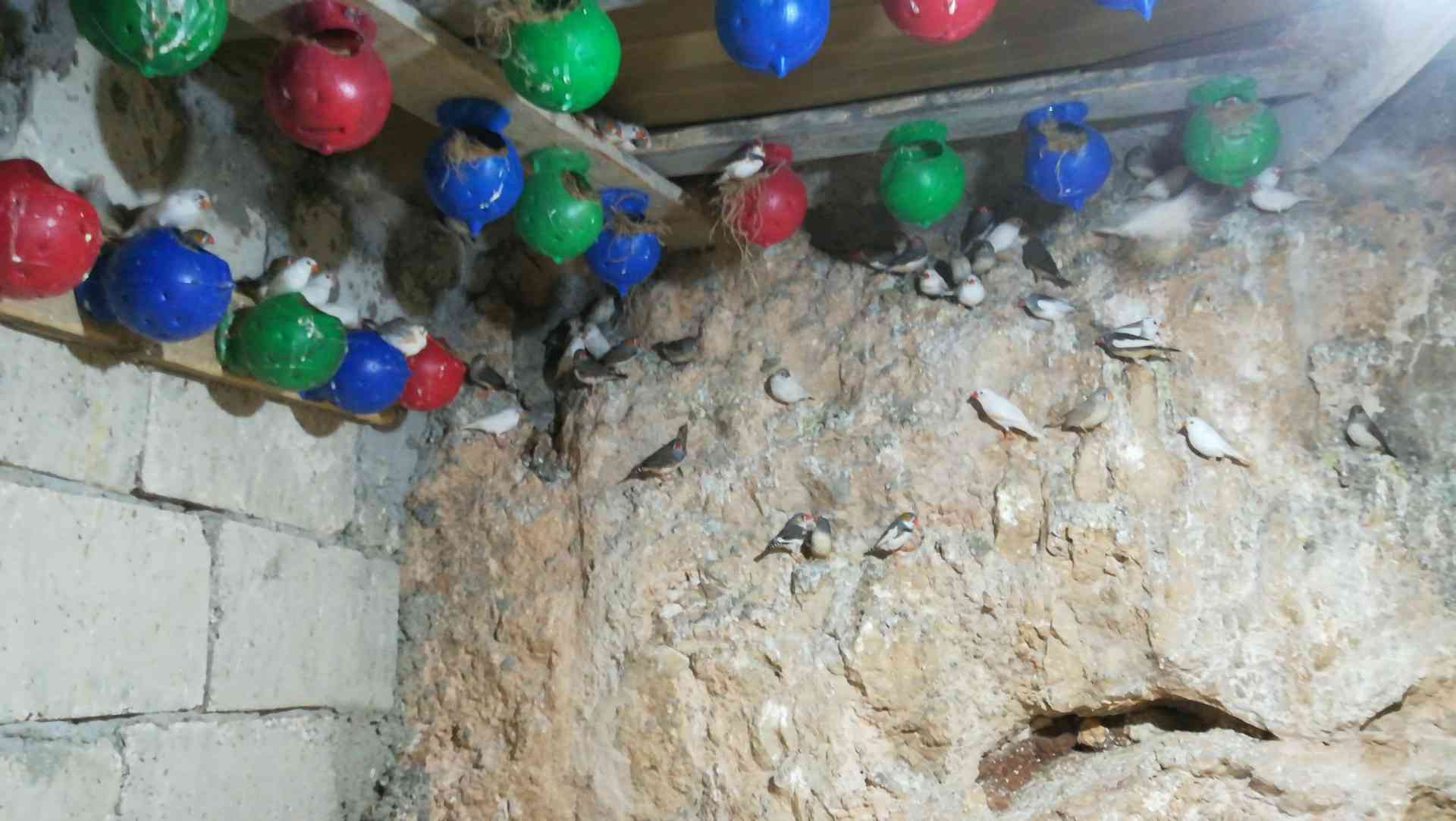 طيور الجنة                                            


	 				لا تنسَ أنك شاهدت هذا الإعلان في عنكبوت            
	 				
                                طيور جنه 100 جوز شغالات مطاير...