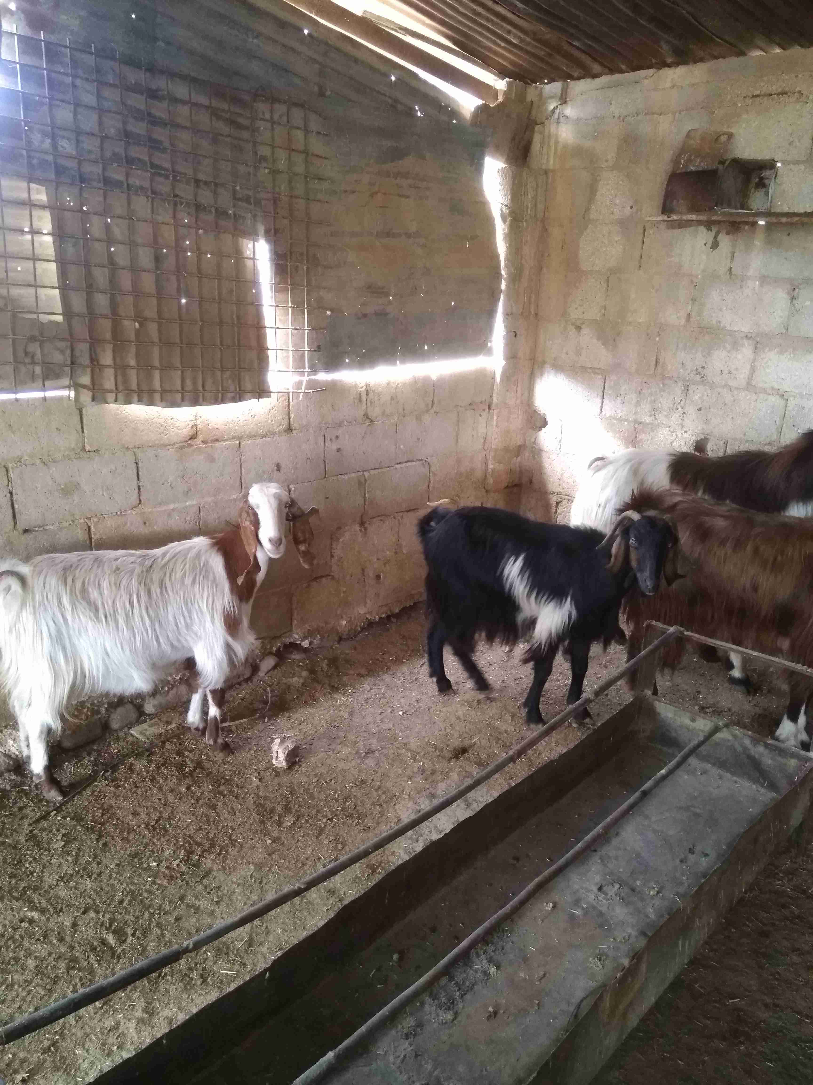 ثلاثة معزة معاشير وتيس رباع                                            


	 				لا تنسَ أنك شاهدت هذا الإعلان في عنكبوت            
	 				
                                ثلاثة معزة ما شاء الله عل...