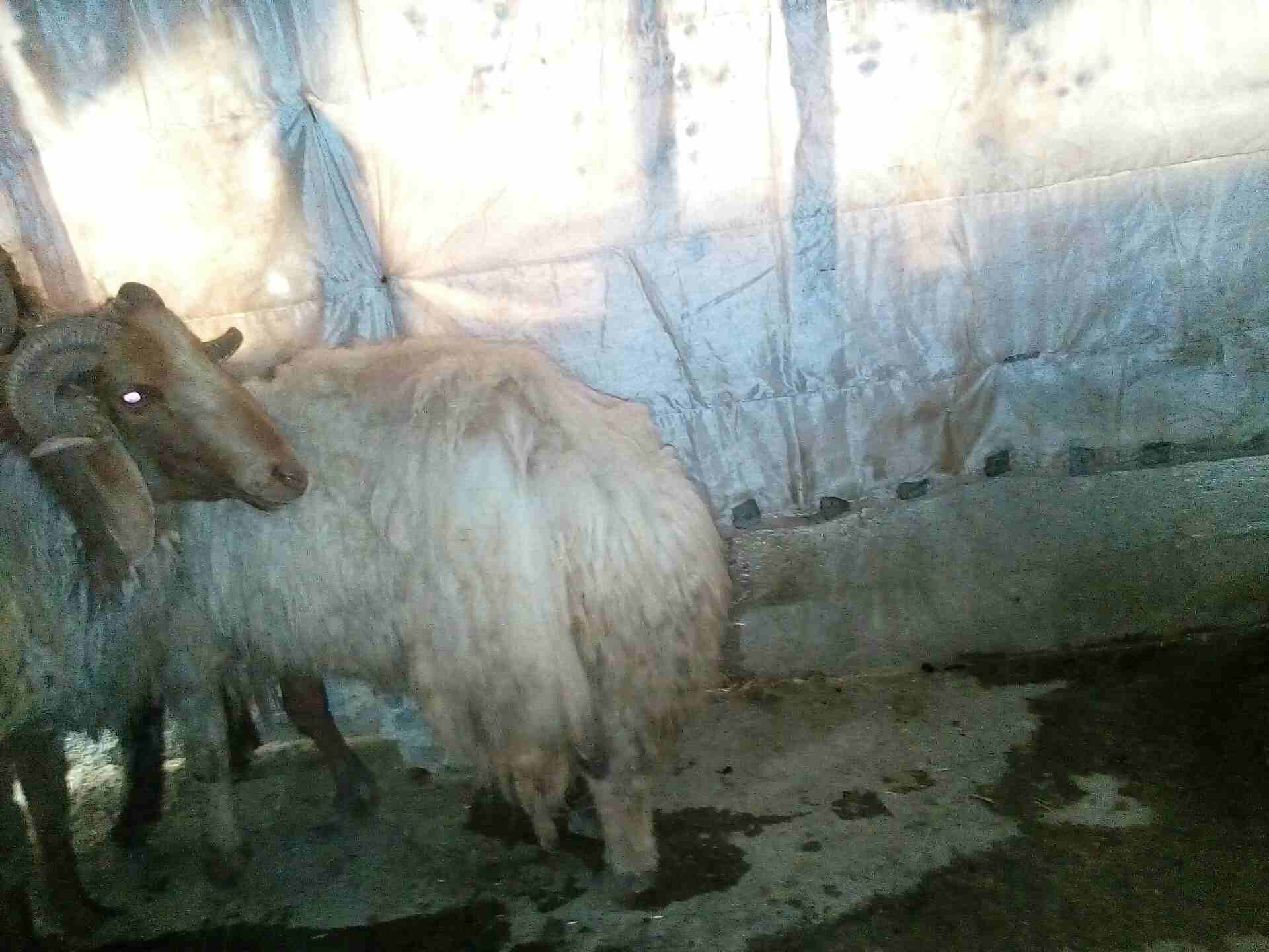 كباش بيعر البلاش وباسعار مغرية جدا                                            


	 				لا تنسَ أنك شاهدت هذا الإعلان في عنكبوت            
	 				
                            كباش عدد خمسة سن انضيف...