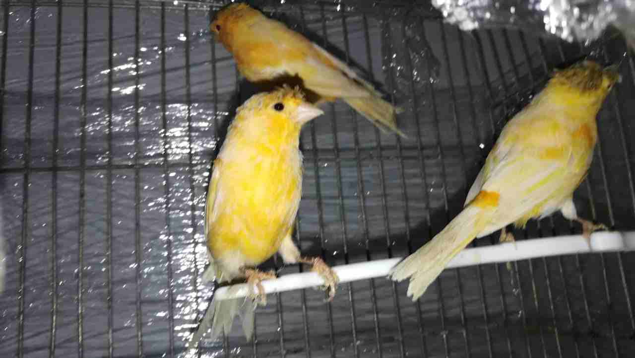 3 ذكور كنار                                            


	 				لا تنسَ أنك شاهدت هذا الإعلان في عنكبوت            
	 				
                            السلام عليكم ورحمه الله وبركاته
اسعد الله اوق...