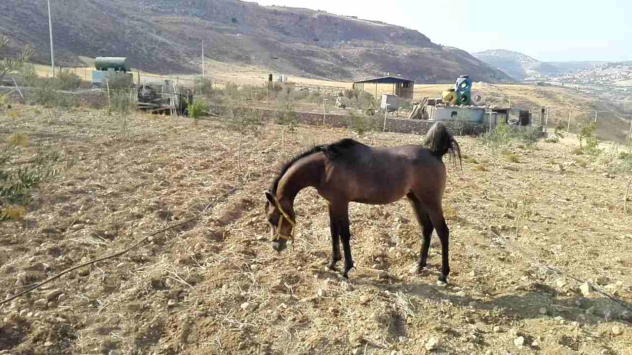 صويلح حي الكماليه
لا تنسَ أنك شاهدت هذا الإعلان في عنكبوت
مهره عربيه العمر سنه و 3شهور
الاستفسا...