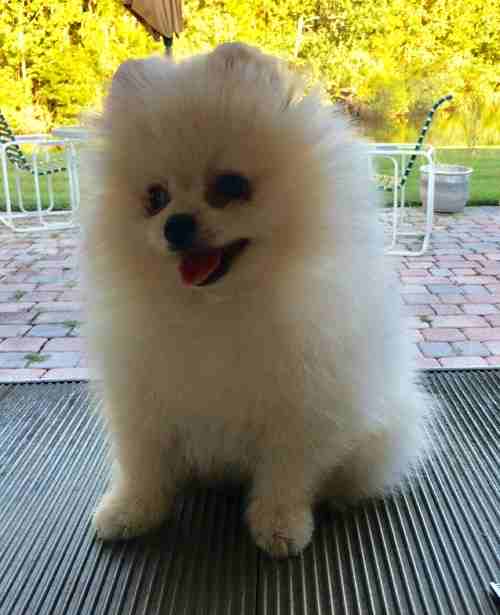 White Pomeranian puppies Looking for good home
لا تنسَ أنك شاهدت هذا الإعلان في عنكبوت
1 female a...