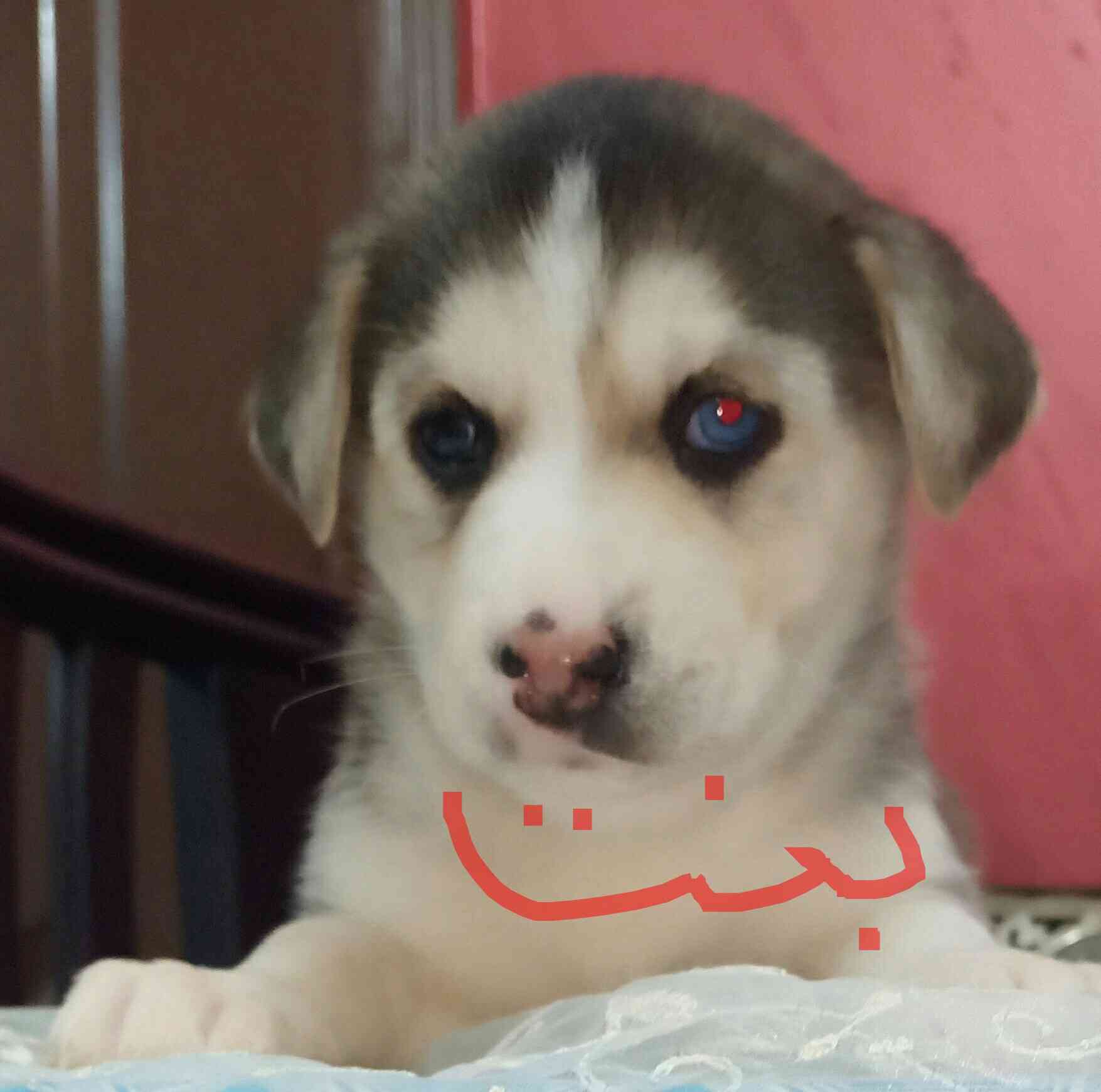 جراوي هاسكي                                            


	 				لا تنسَ أنك شاهدت هذا الإعلان في عنكبوت            
	 				
                                جراوي هاسكي عيون زرقاء كريستال وعين وعين...