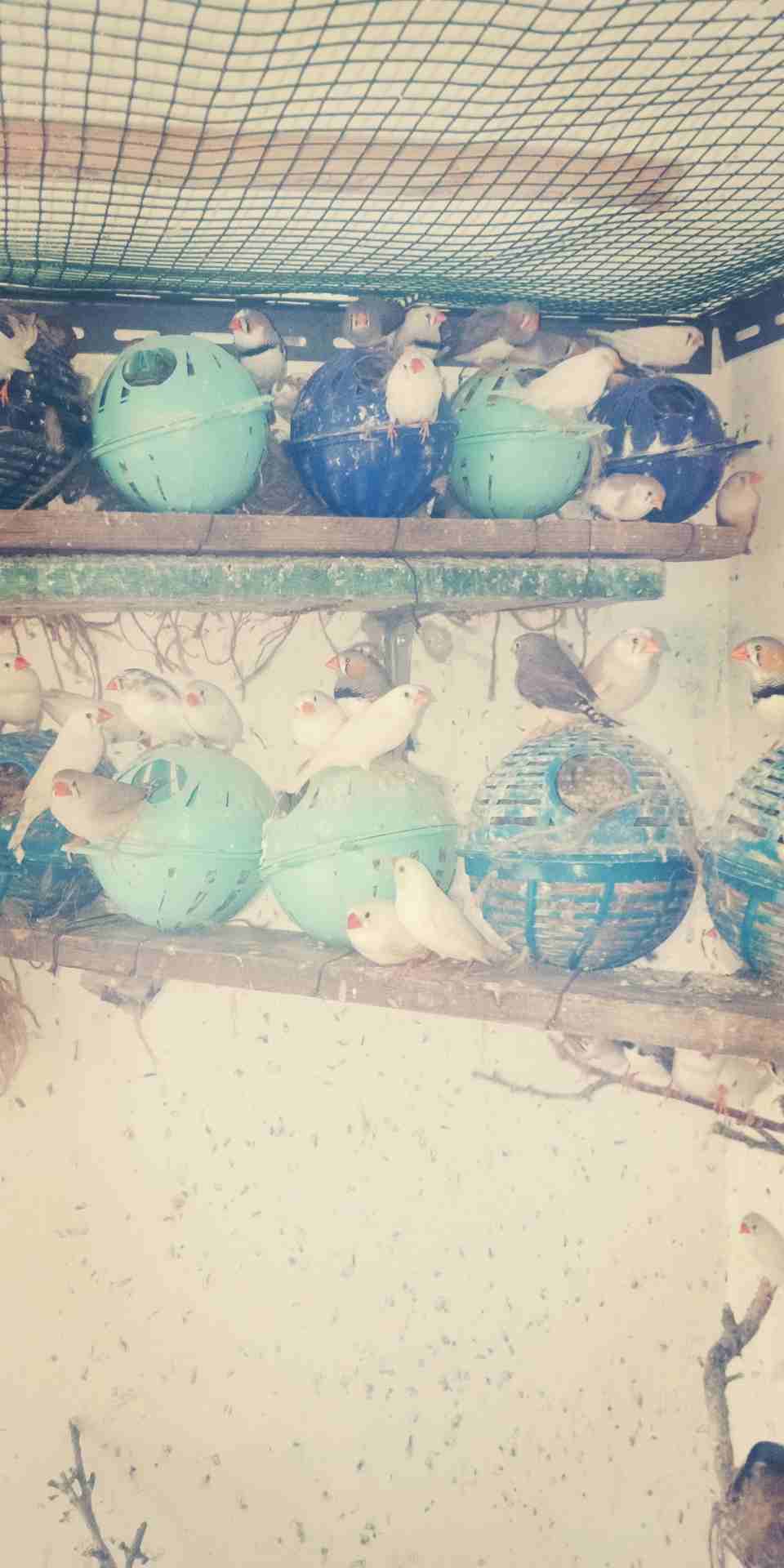 حب وفنقز بسعر مغري الي بده يرن
لا تنسَ أنك شاهدت هذا الإعلان في عنكبوت
حب وفنقز بسعر مغري الي بده...