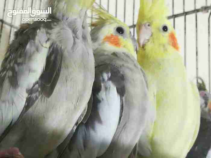 جوز كوكتيل للبيع مع 3فراخ ماشاء الله
لا تنسَ أنك شاهدت هذا الإعلان في عنكبوت
جوز كوكتيل للبي...