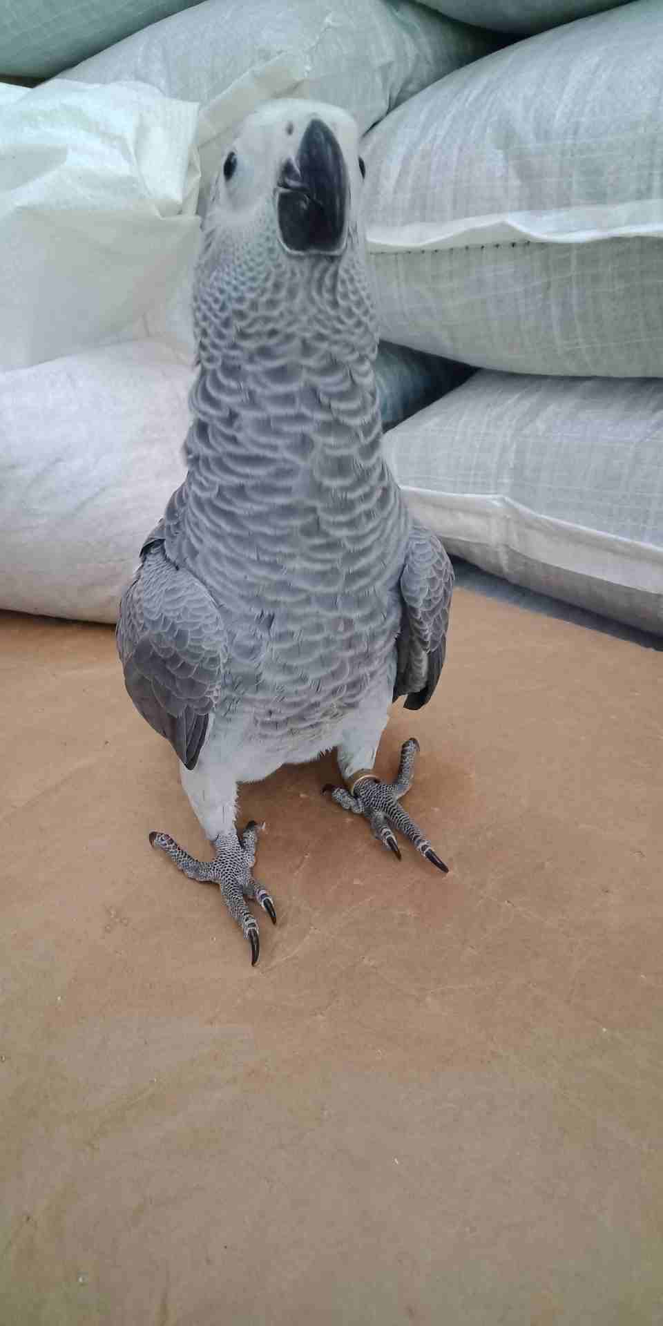 فرخ كاسكو عين سوده طمس مزرعه حجل ذهبي راس طير حجم جامبو ثوب ثلجي جناح كامل صحه
لا تنسَ أنك شاهدت هذا الإعلان في عنكبوت...