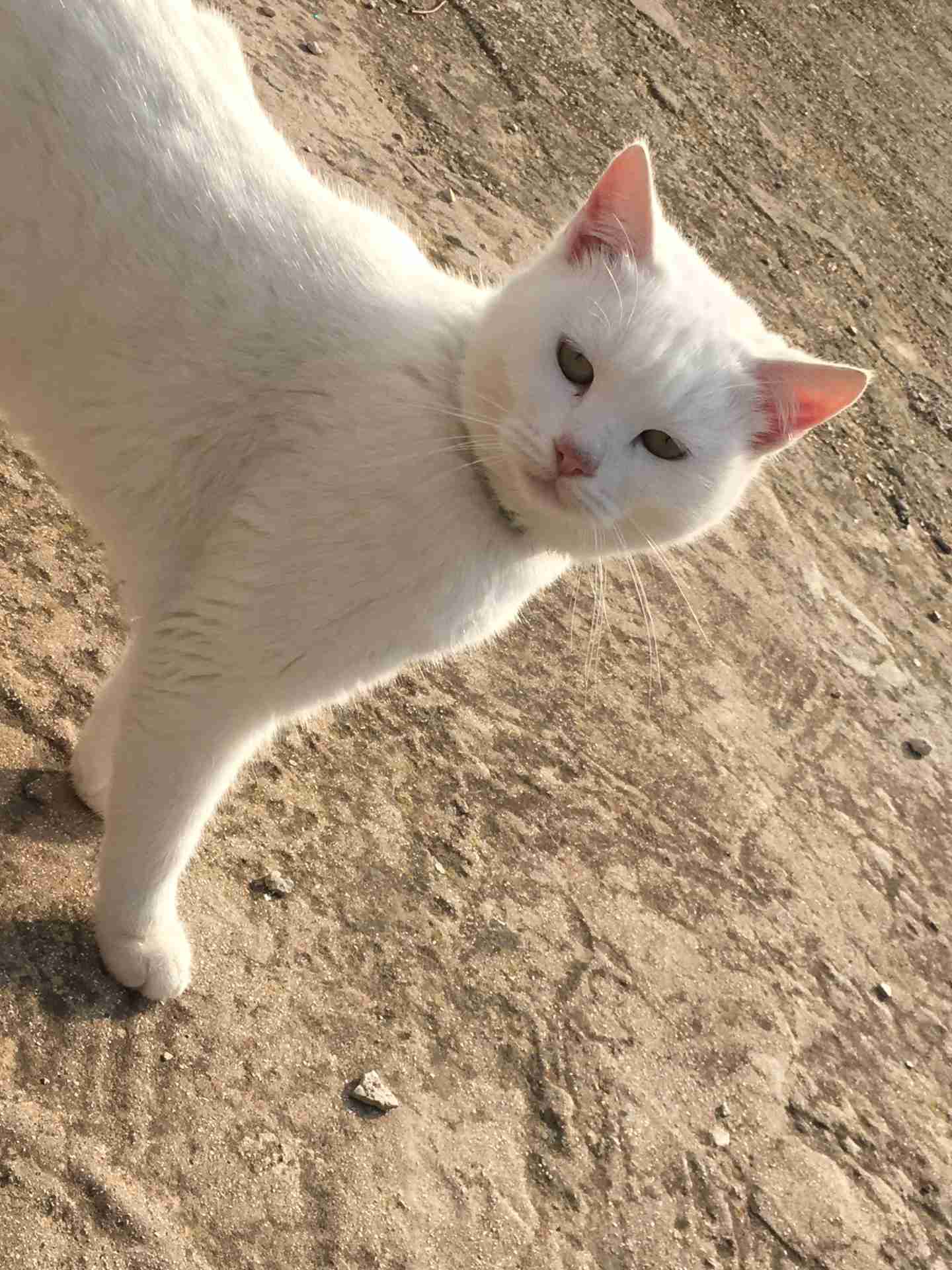 قطه للبيع                                            


	 				لا تنسَ أنك شاهدت هذا الإعلان في عنكبوت            
	 				
                                قطه انجورا للبيع نظيفه وصحه جيده  تاكل اي ش...