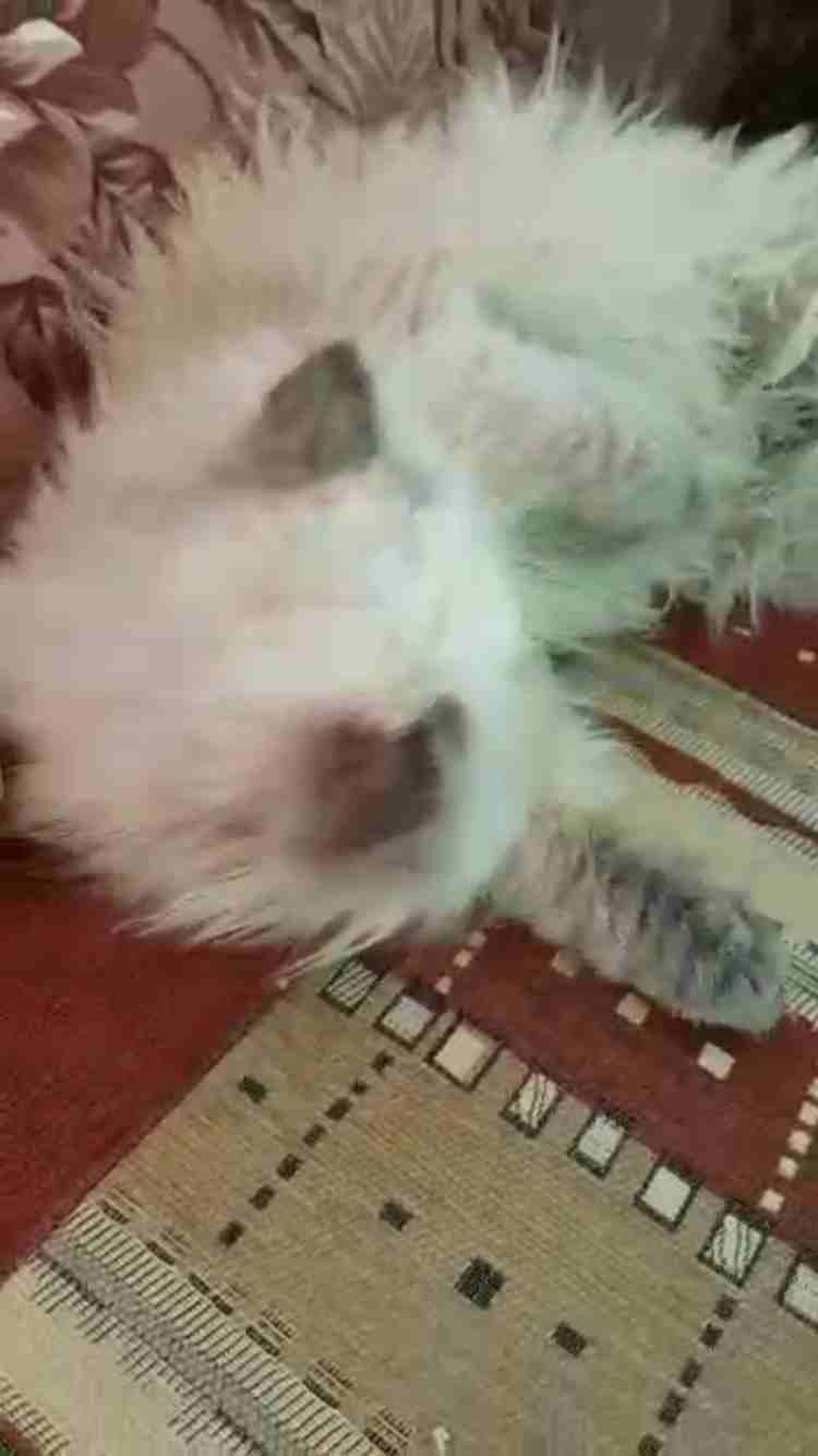 قطة نصف شانشيلا ونصف هملايا                                            


	 				لا تنسَ أنك شاهدت هذا الإعلان في عنكبوت            
	 				
                            عمر شهرين ونصف تم اعطائها جمي...
