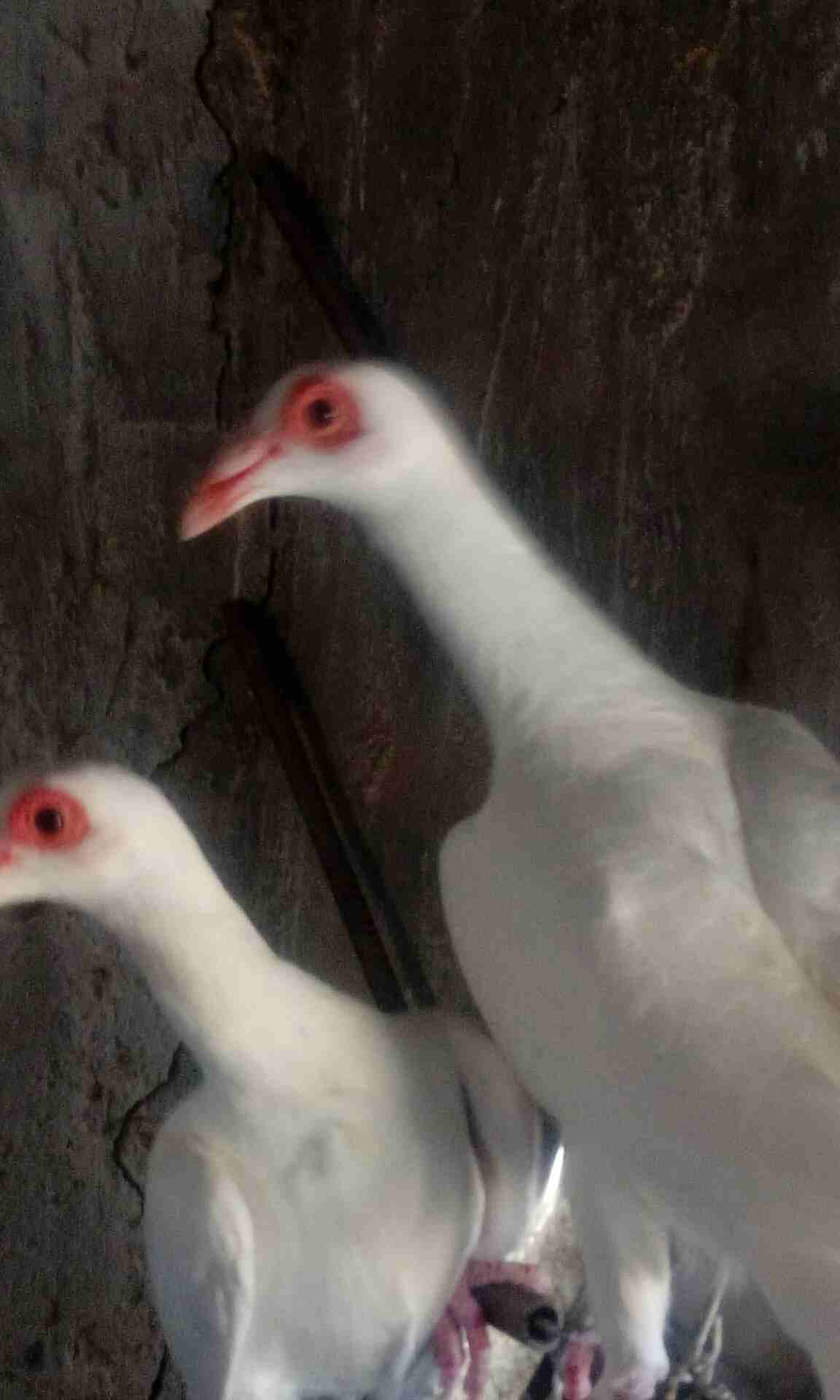 الزرقاء الهاشمية                                            


	 				لا تنسَ أنك شاهدت هذا الإعلان في عنكبوت            
	 				
                            حمام بغادنة لون أبيض جواز شغالة وفراخ جو...