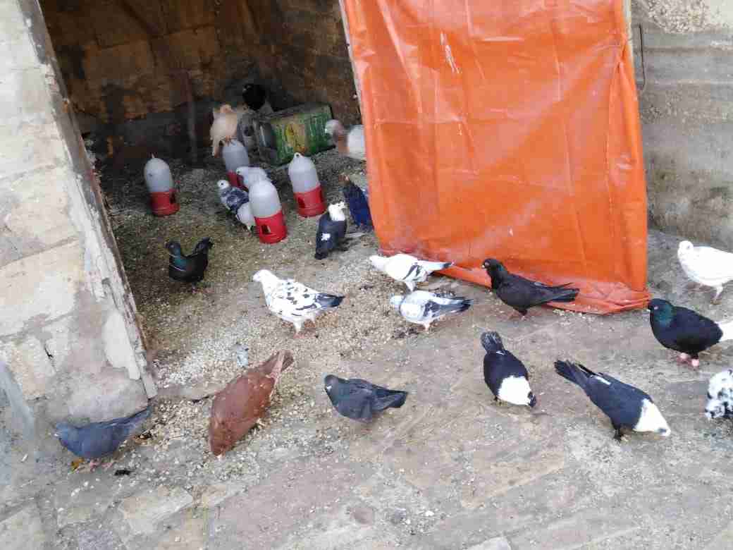 حمام كش وزق                                            


	 				لا تنسَ أنك شاهدت هذا الإعلان في عنكبوت            
	 				
                                حمام كش وزق بسعر مغري الطير بخمسه العدد 4...