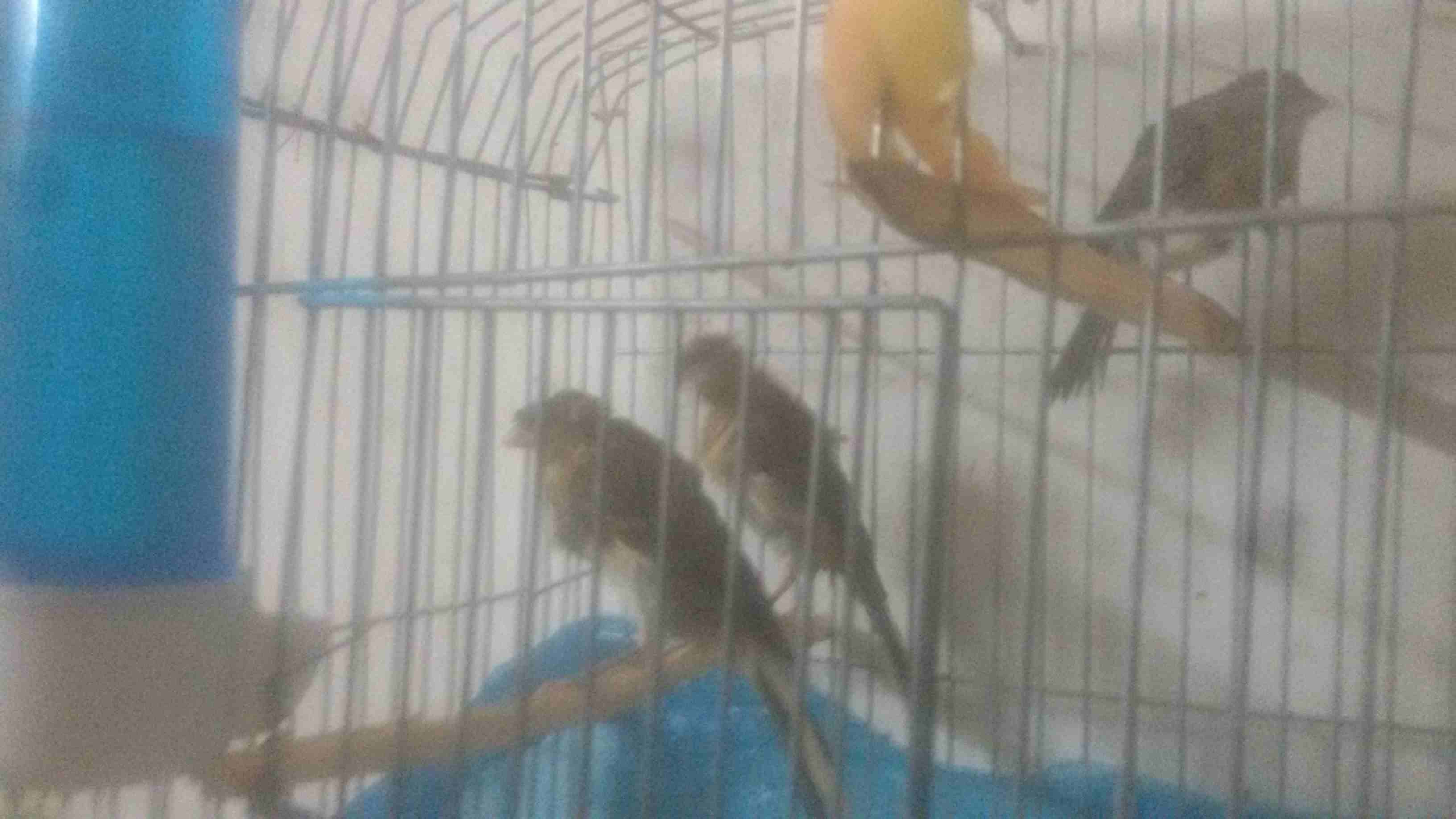 افراخ كنار
لا تنسَ أنك شاهدت هذا الإعلان في عنكبوت
أربع افراخ كنار حبشي برزيان 3 امفتل امقنبر 1 ا...