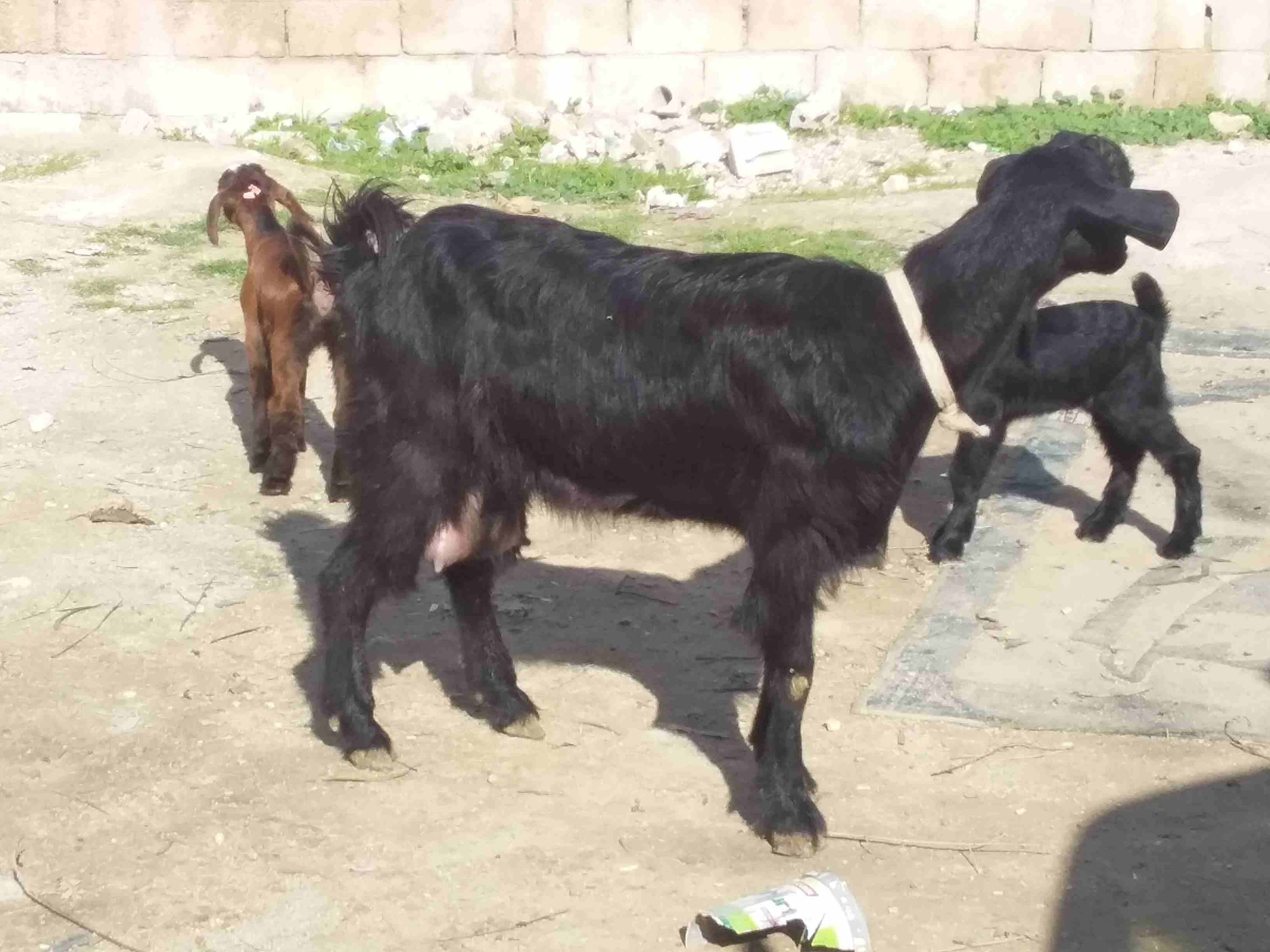 عنز بندوق شامي سن نظيف معاها سخله عمرها عشرين يوم                                            


	 				لا تنسَ أنك شاهدت هذا الإعلان في عنكبوت            
	 				
                            طول ومد...