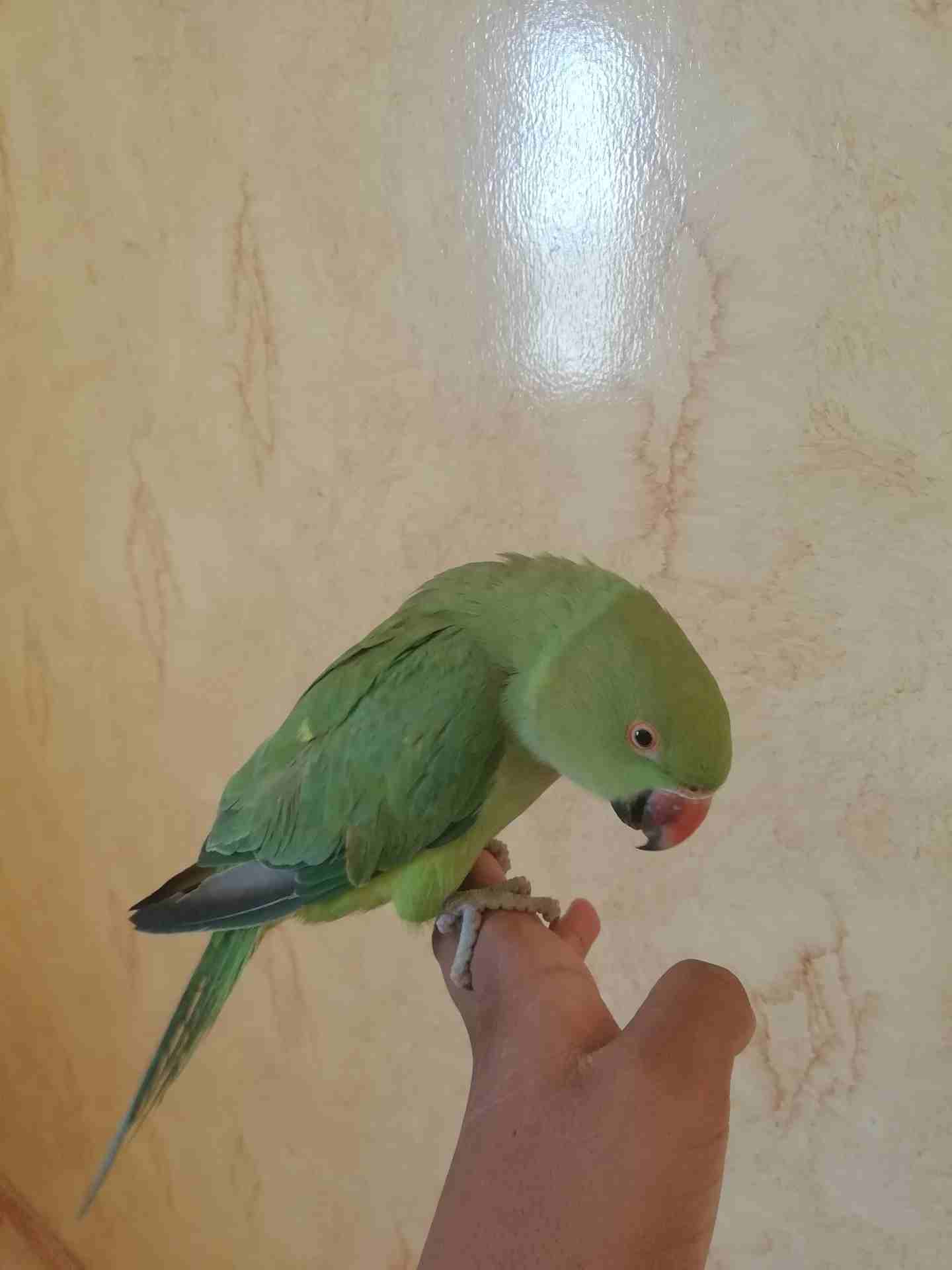 للبيع ببغاء دره
لا تنسَ أنك شاهدت هذا الإعلان في عنكبوت
للبيع ببغاء دره
الولافه نص ولافه فيه خوف...