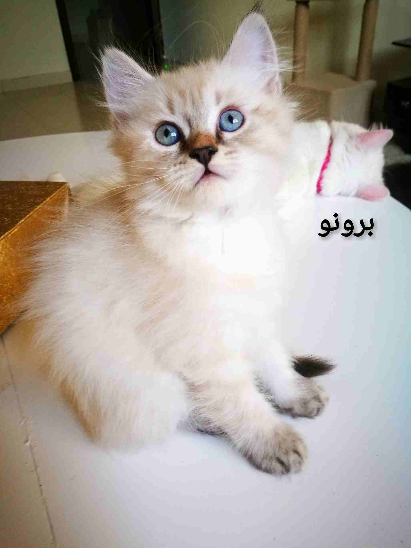كيتنز هيمالايا شيرازي عمرهم شهرين                                            


	 				لا تنسَ أنك شاهدت هذا الإعلان في عنكبوت            
	 				
                            سلام عليكم ورحمة الله
ك...