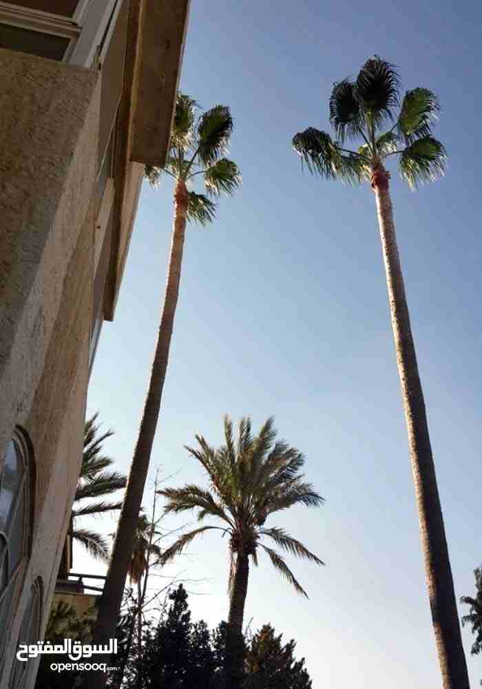 فيلااااااا مستقلة 1000م في عبدون للبيع المستعجل بدااااعي السفر
لا تنسَ أنك شاهدت هذا الإعلان في عنكبوت...
