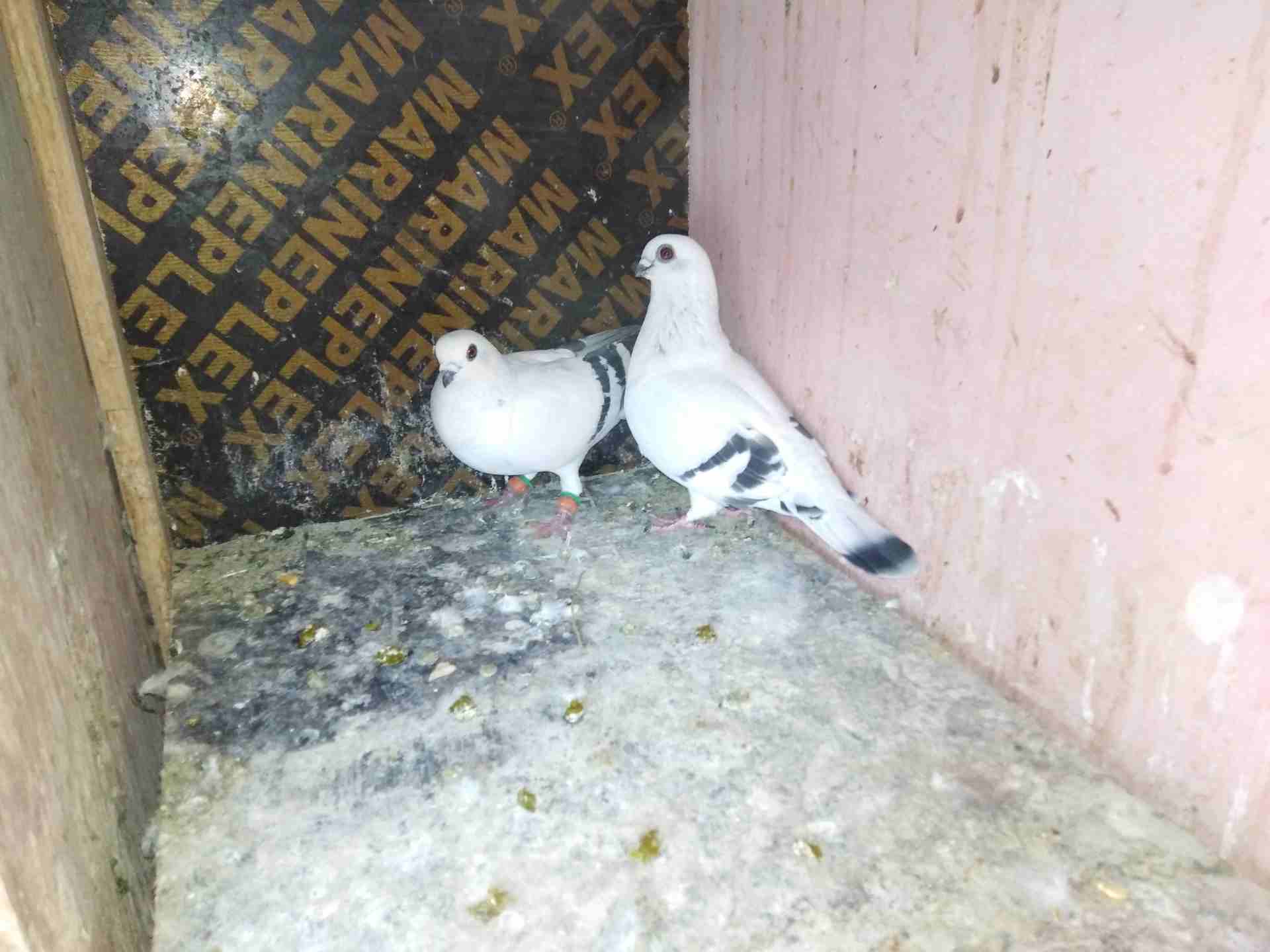 ازرقا حي معصوم                                            


	 				لا تنسَ أنك شاهدت هذا الإعلان في عنكبوت            
	 				
                            كلو شغال علا ألمانيا البيع كوم...