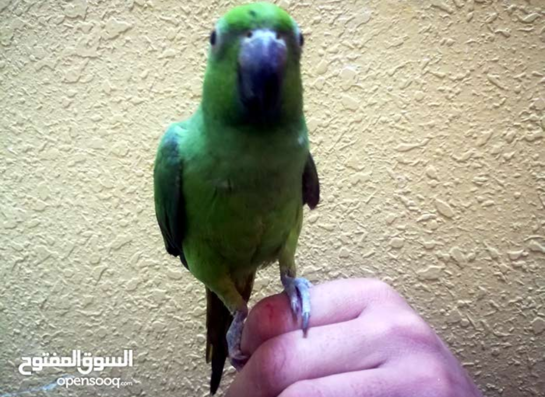 للبدل للبيع
لا تنسَ أنك شاهدت هذا الإعلان في عنكبوت
جوز كوكتيل تحتو اربع بيضات
دره اليف7اشهر
بند...