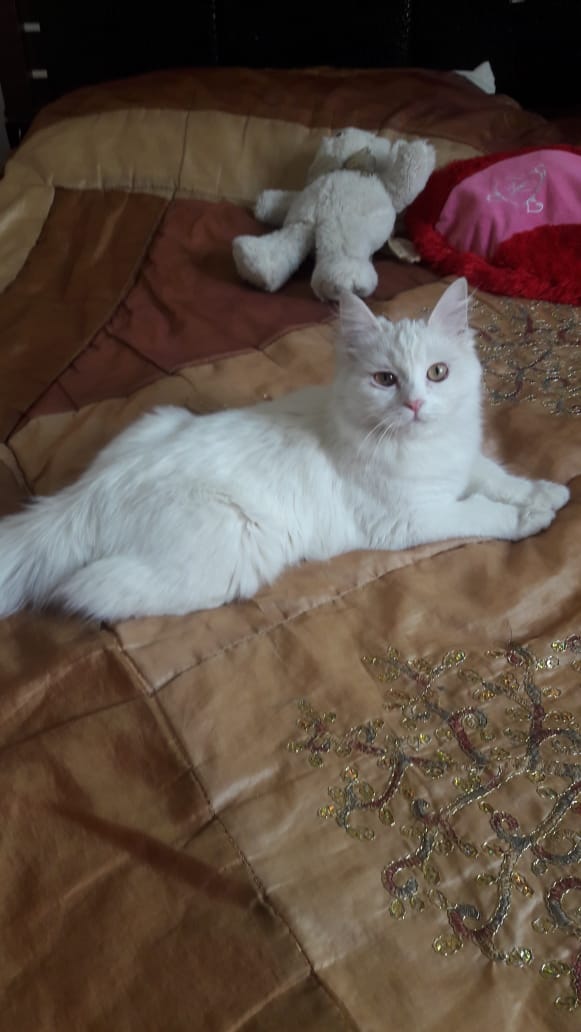 قطه شيرازيه حنونه ولعوبه وصحه وجمال                                            


	 				لا تنسَ أنك شاهدت هذا الإعلان في عنكبوت            
	 				
                                قطه مدربه ومطعمه...