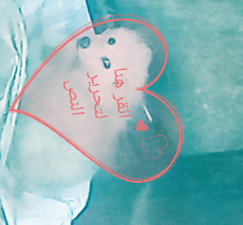 كلب صغير وجميل للبيع
لا تنسَ أنك شاهدت هذا الإعلان في عنكبوت
كلب للبيع جميل واليف لون ابيض للبيع...