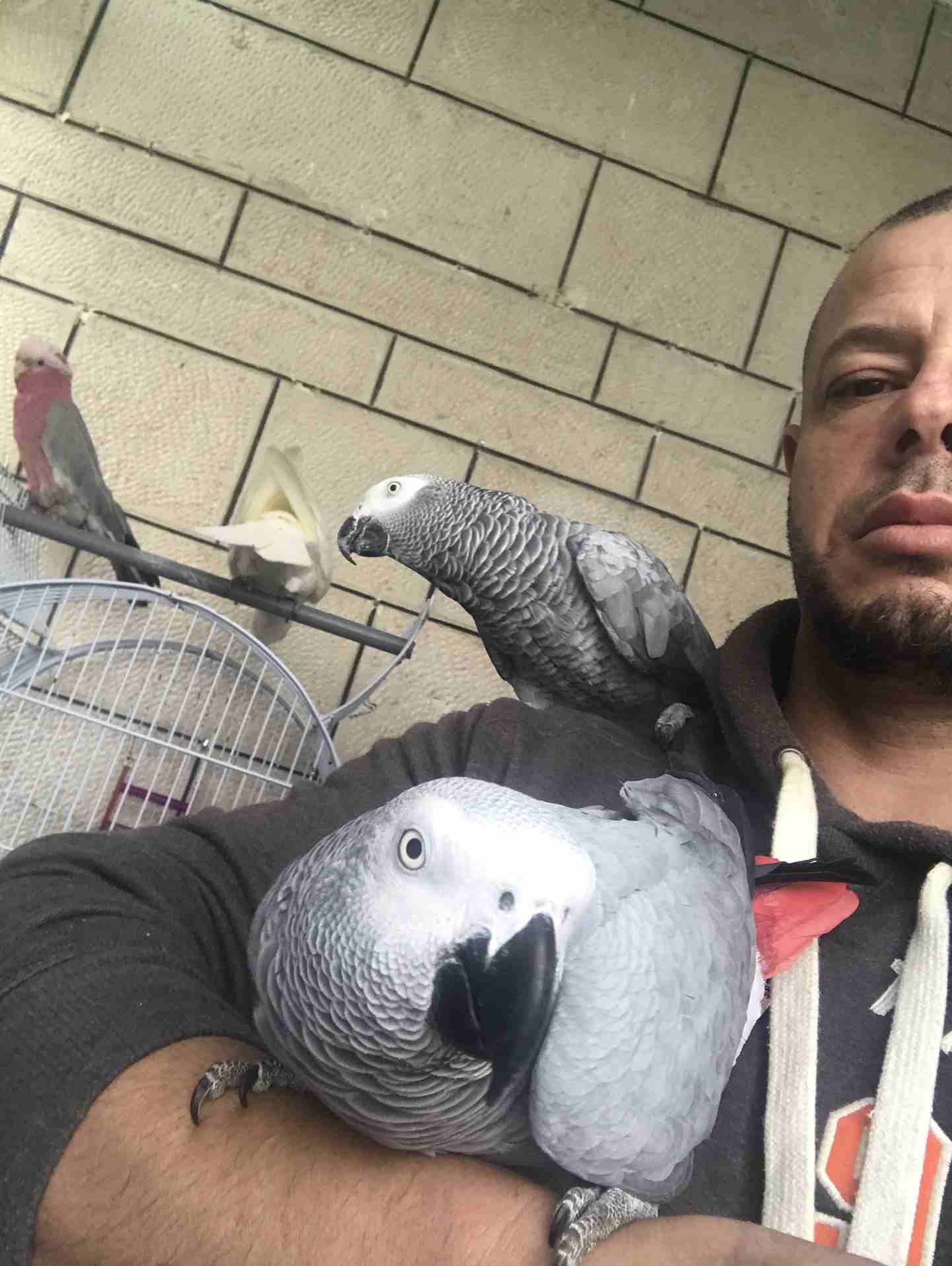 خبير طيور المعاكيف ابو ايهم
لا تنسَ أنك شاهدت هذا الإعلان في عنكبوت
بيع شراء تبديل ترويض علاج ق...
