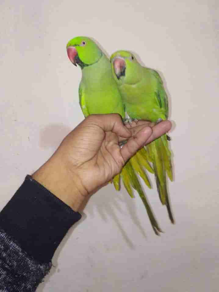 جوز ببغاء دره بلدييييي منقار احمر اليفااااااات الفحل بخبص حكي مش مفهوم طير ذكي
لا تنسَ أنك شاهدت هذا الإعلان في عنكبوت...