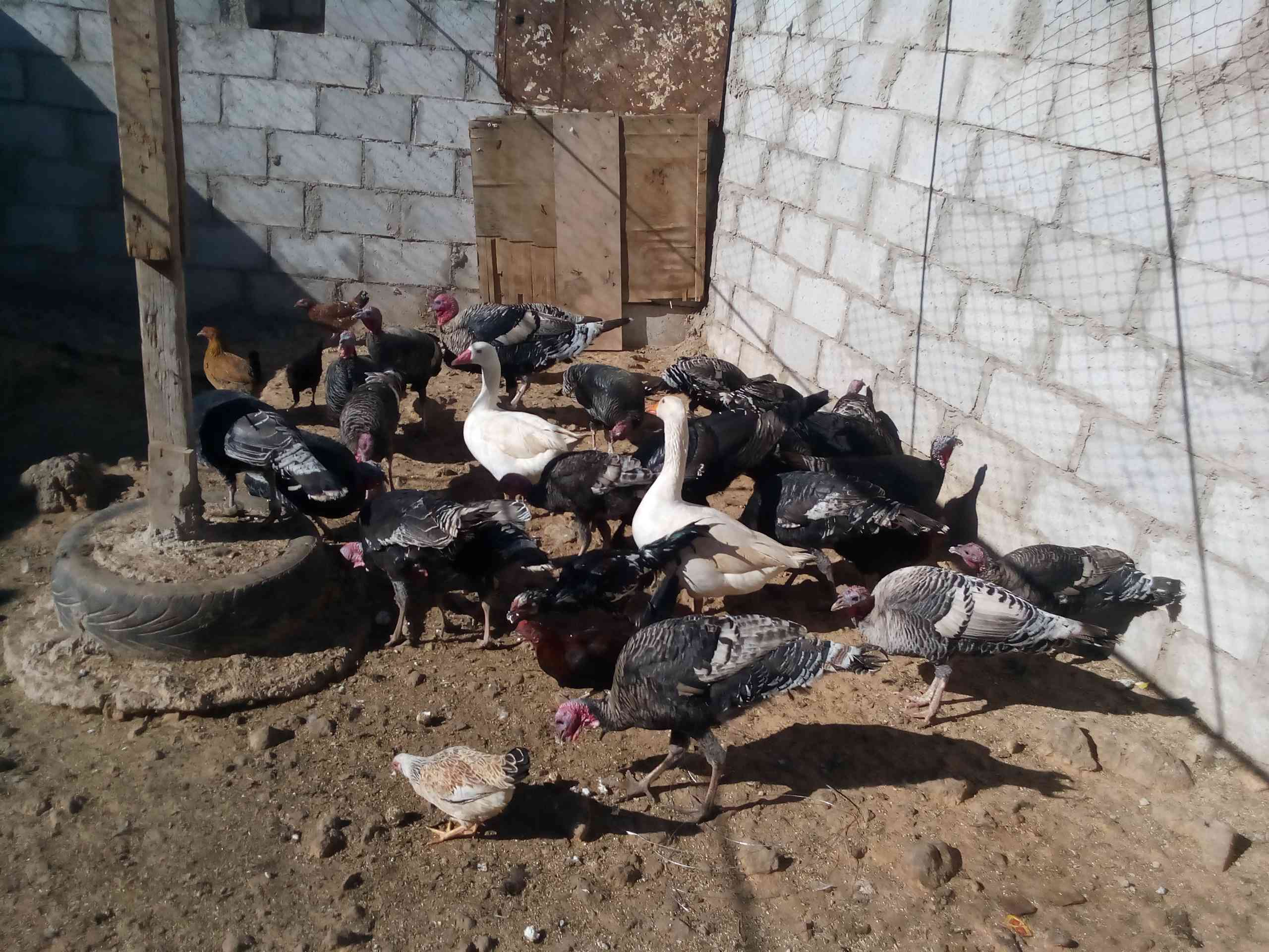 حبش نخب صحه ونضافه عل امانا
لا تنسَ أنك شاهدت هذا الإعلان في عنكبوت
حبش نخب النخب اشي شقال وش...