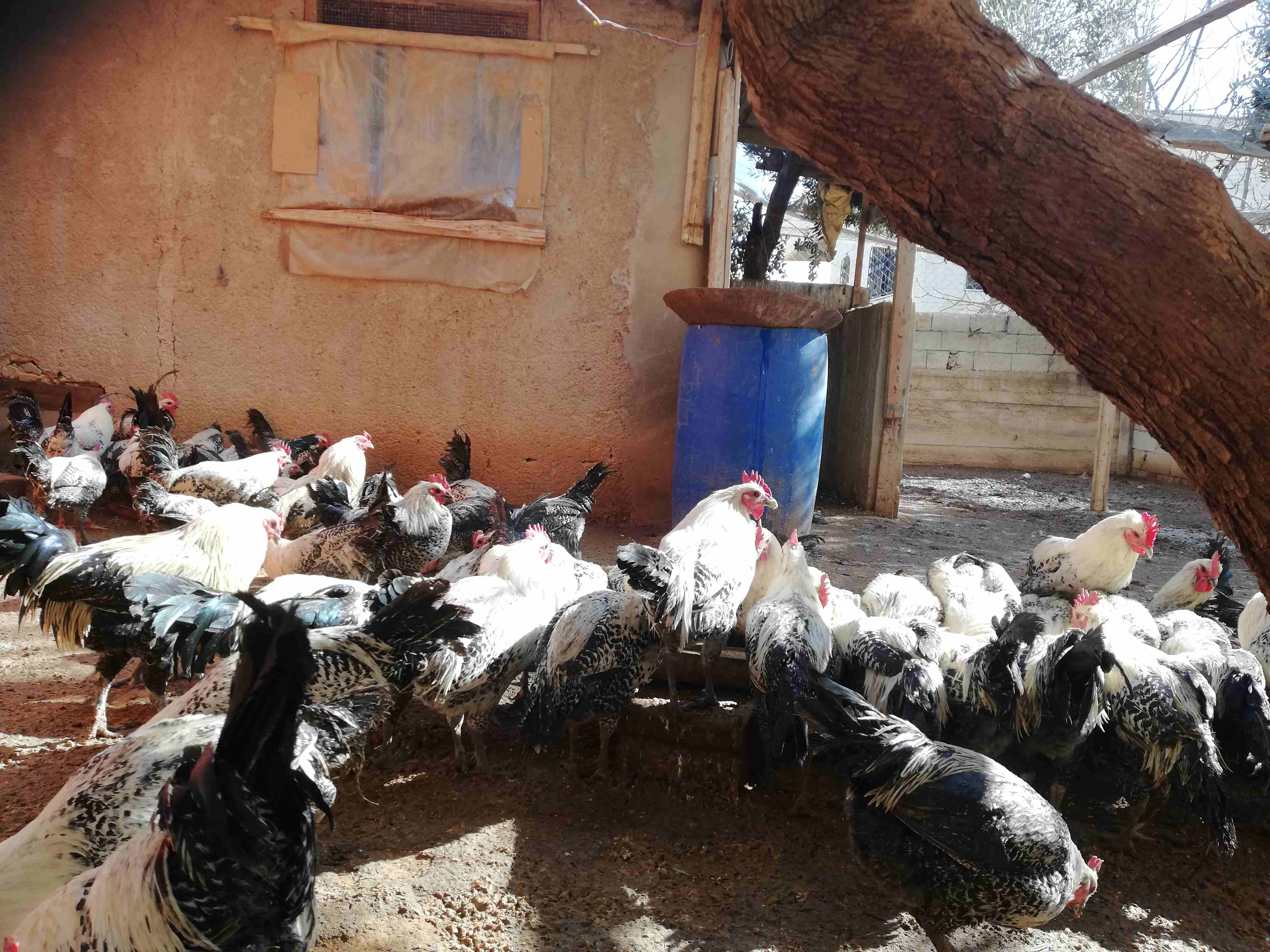 ديوك فيومي للذبح او التخصيب
لا تنسَ أنك شاهدت هذا الإعلان في عنكبوت
ديوك فيومي للذبح او التخصيب
س...