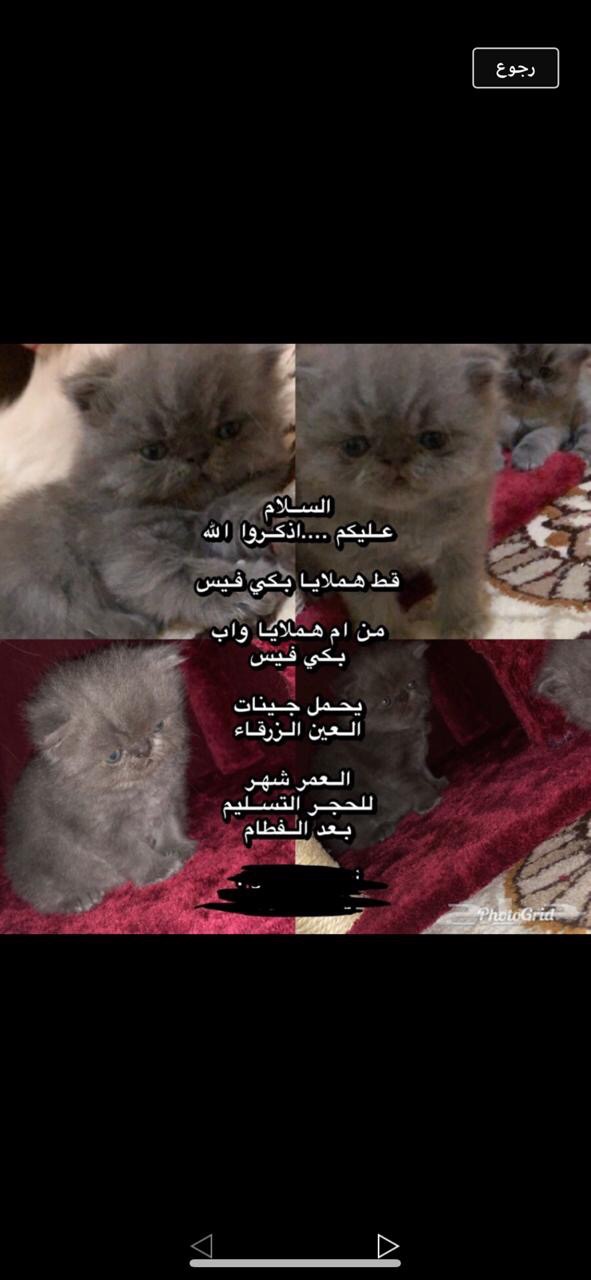 قطط هملايا                                            


	 				لا تنسَ أنك شاهدت هذا الإعلان في عنكبوت            
	 				
                                قطط هملايا ذكور
العدد اثنين 
البيع ب 1600...