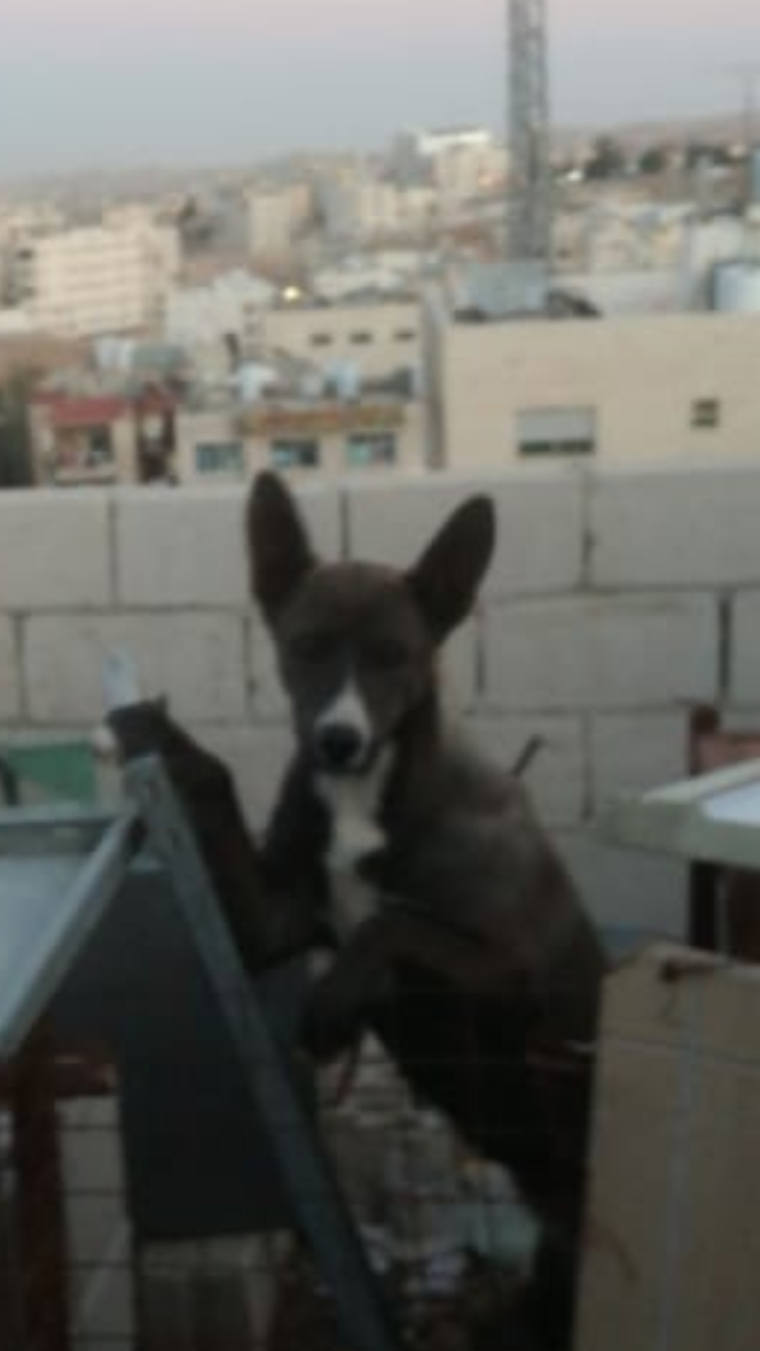 كلبه جرمني العمر 7اشهر للبيع او بدل  على عصفير                                            


	 				لا تنسَ أنك شاهدت هذا الإعلان في عنكبوت            
	 				
                            كلبه جرمني...