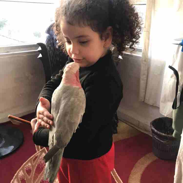 ببغات للبيع اليفات متكلمات
لا تنسَ أنك شاهدت هذا الإعلان في عنكبوت
كاسكو لون ثلجي بحكي 30 كلمه
ك...