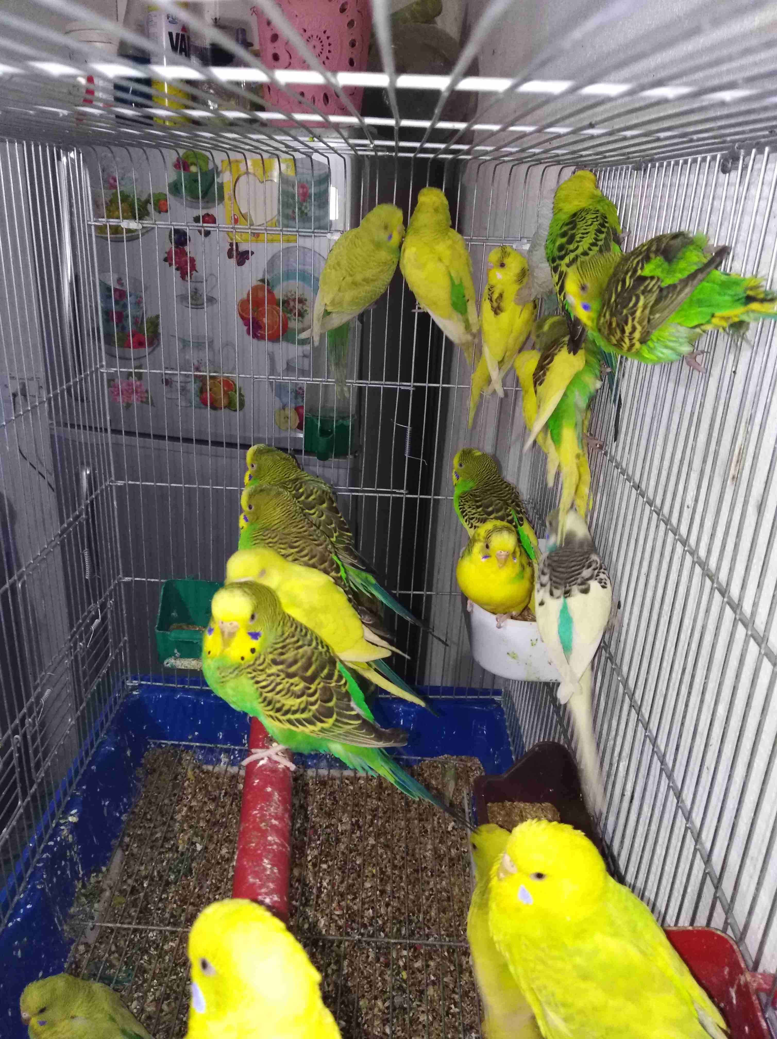 13 جوز حب أغلبهم طوير اميااات للبيع اسعر حرررررررق حرررررررق 6 ليرت الجوز و                                            


	 				لا تنسَ أنك شاهدت هذا الإعلان في عنكبوت...