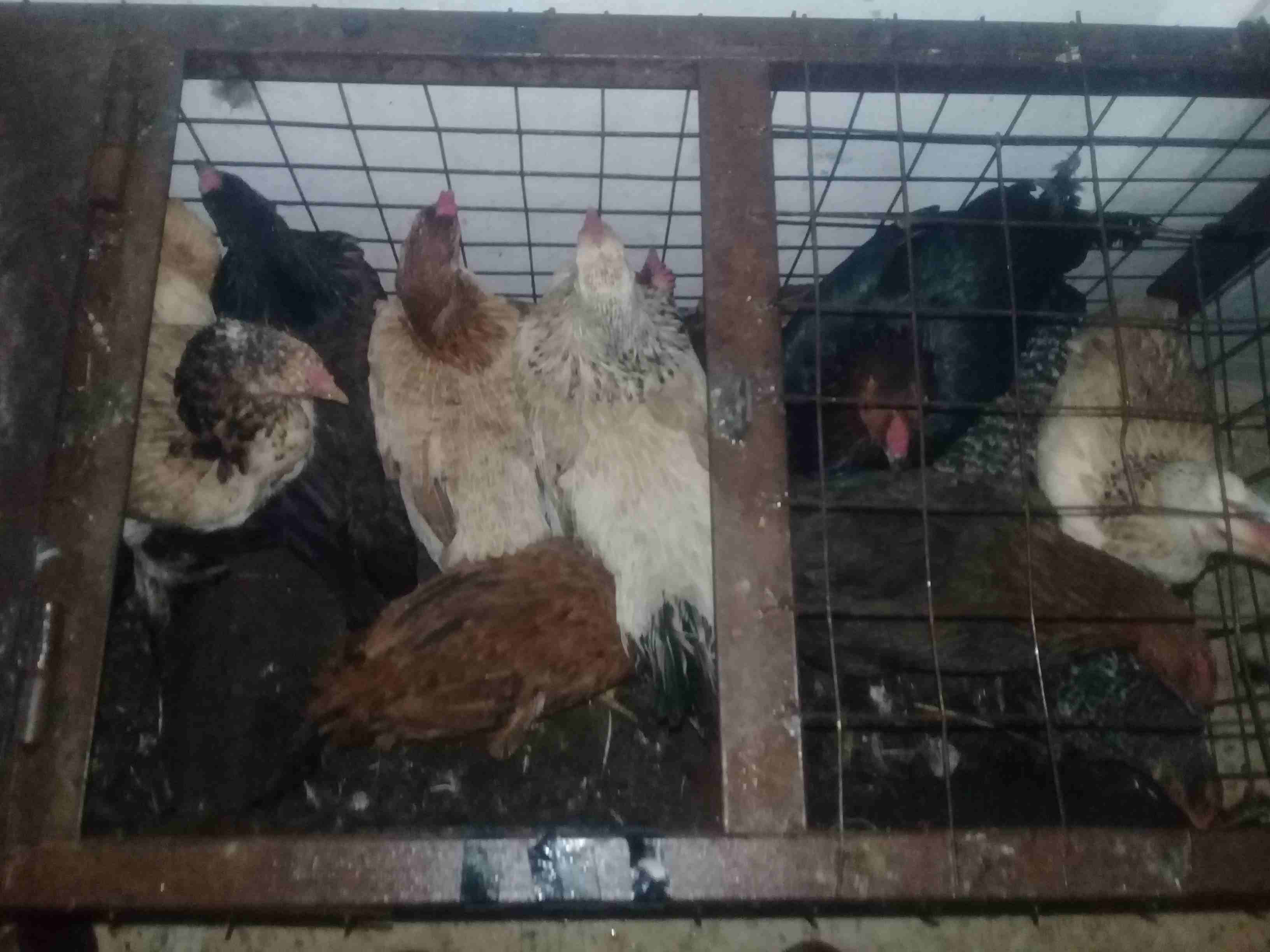 دجاج بلدي وجاج بندوق باكستاني                                            


	 				لا تنسَ أنك شاهدت هذا الإعلان في عنكبوت            
	 				
                            45 جاجه للبيع...
